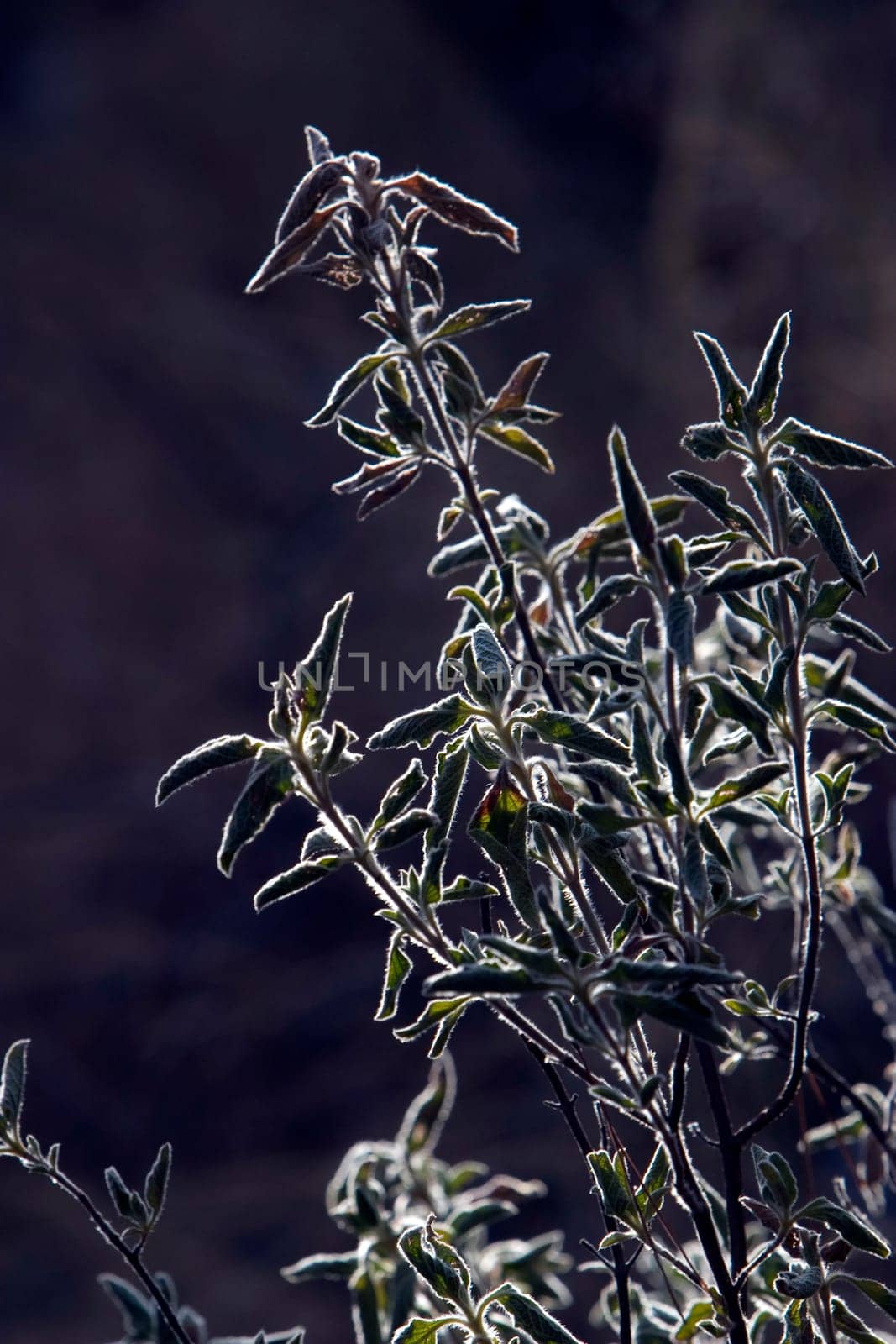Flower backlit