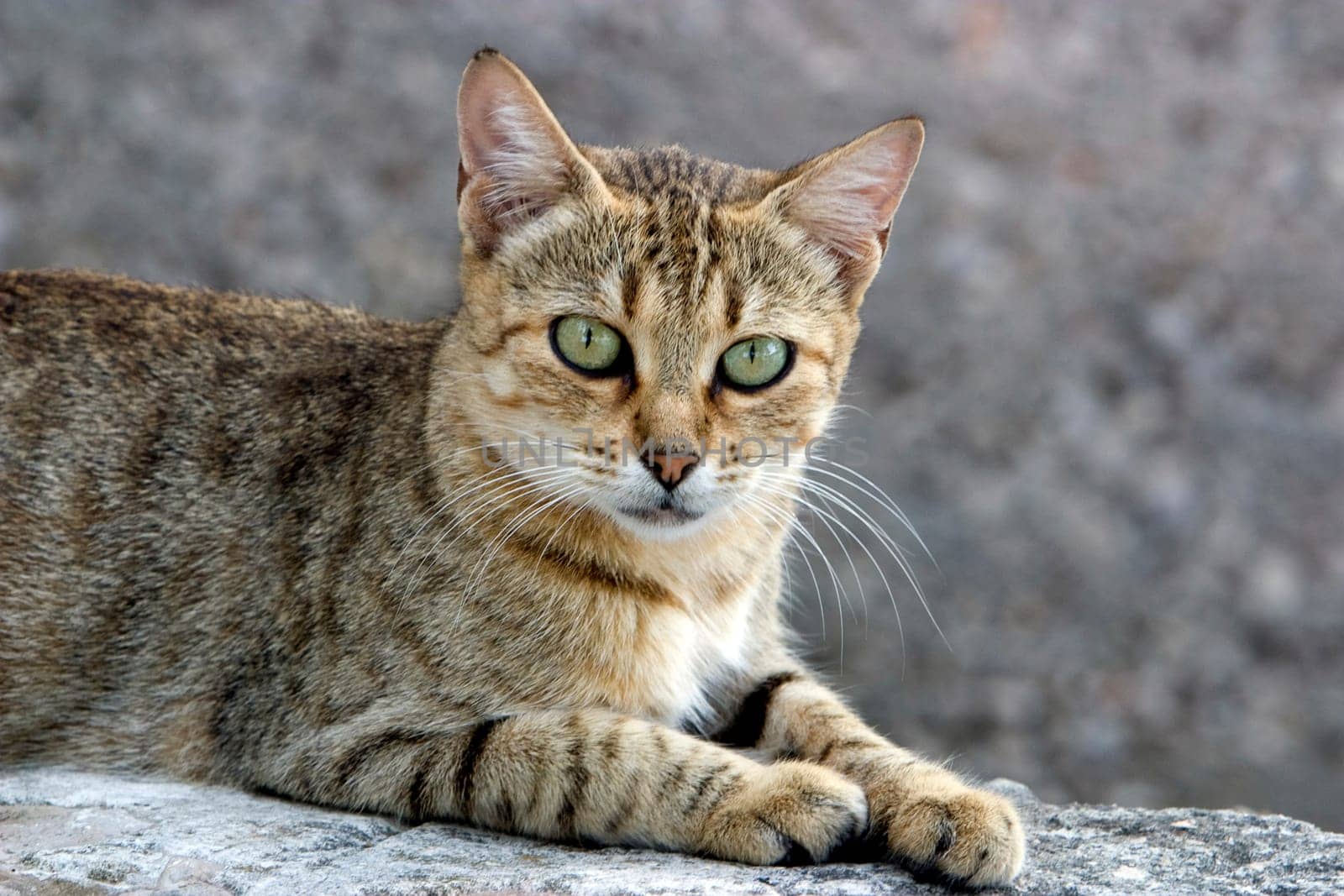 House Tiger