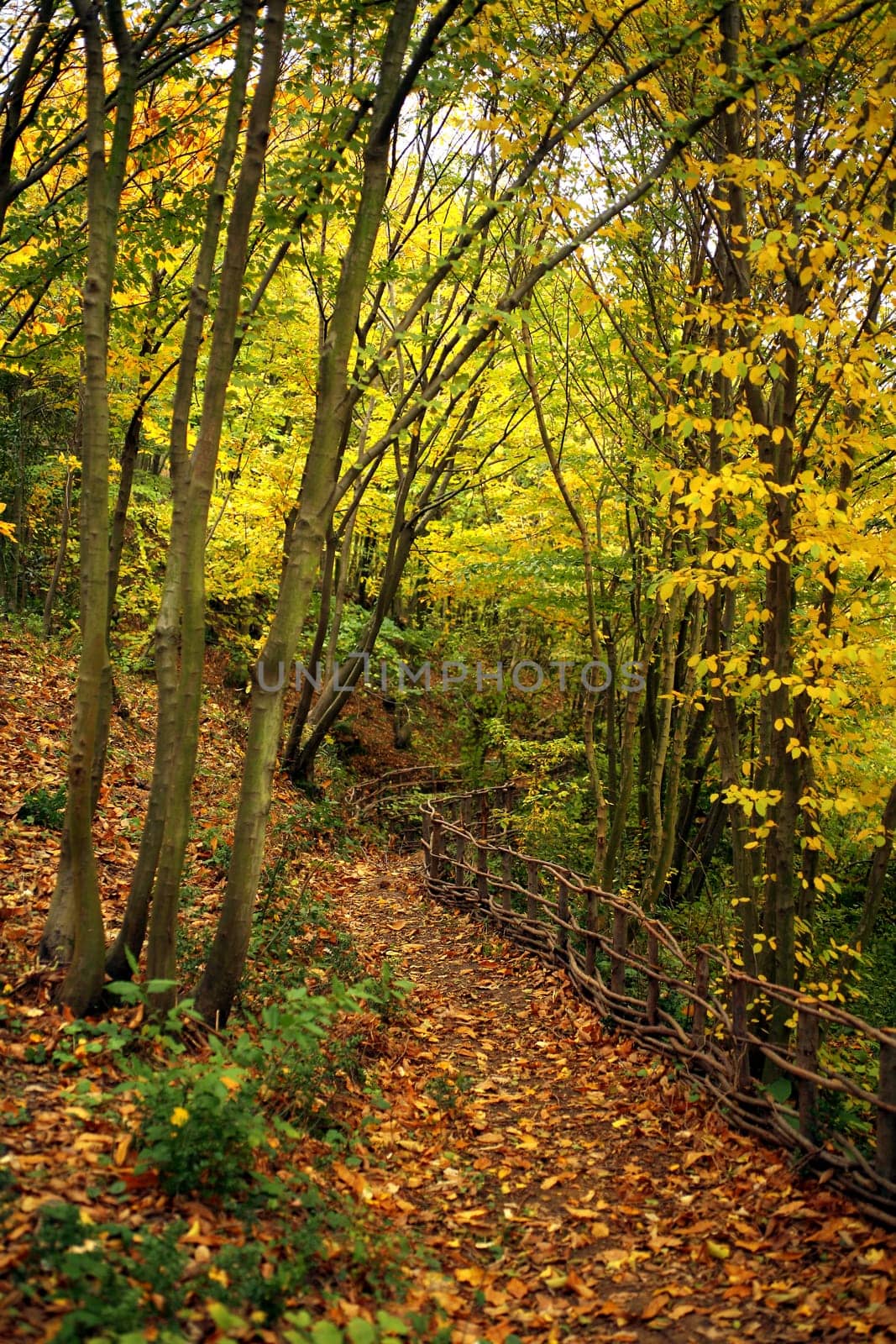 fall time in forest and colorful leaves