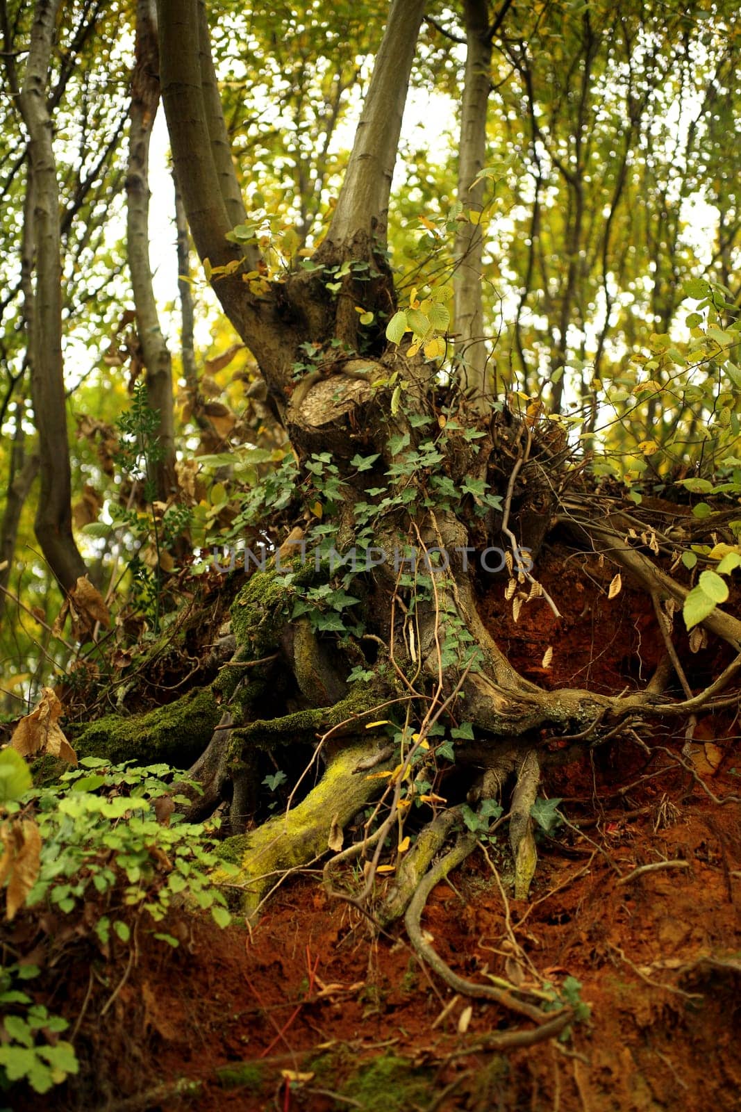 fall time in forest and close up roots