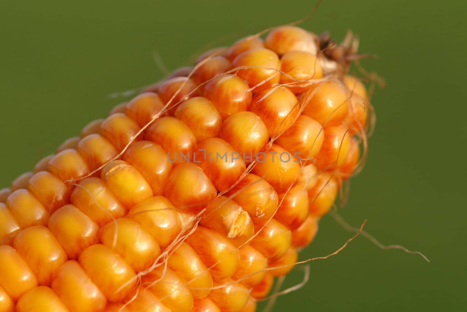 Corn