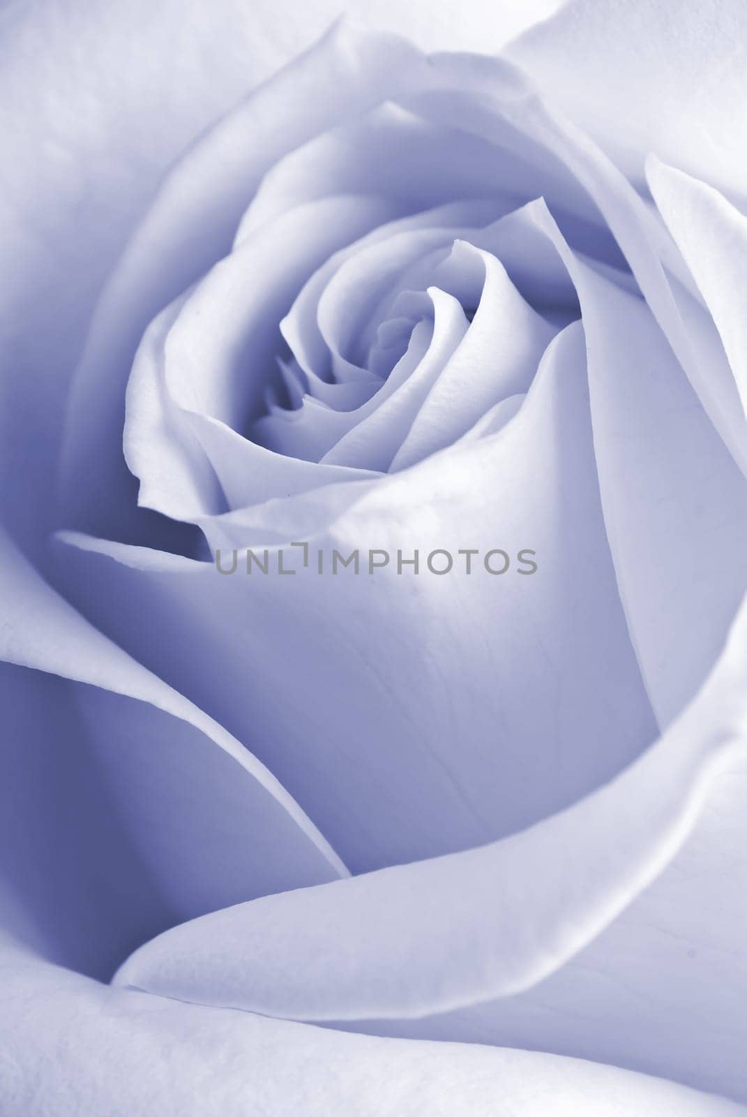 Detail of a rose