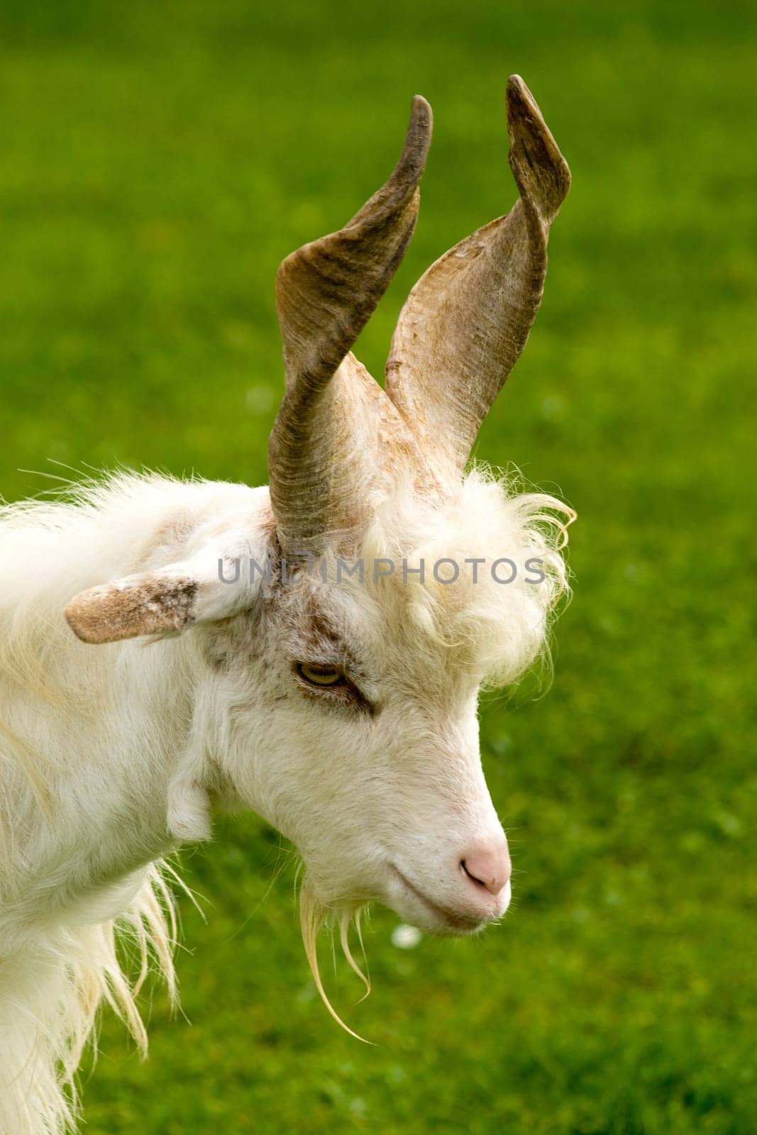 Girgentana Goat
