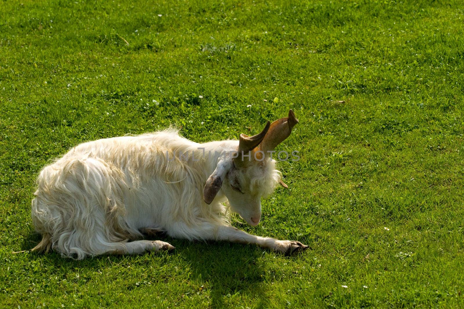 Girgentana Goat