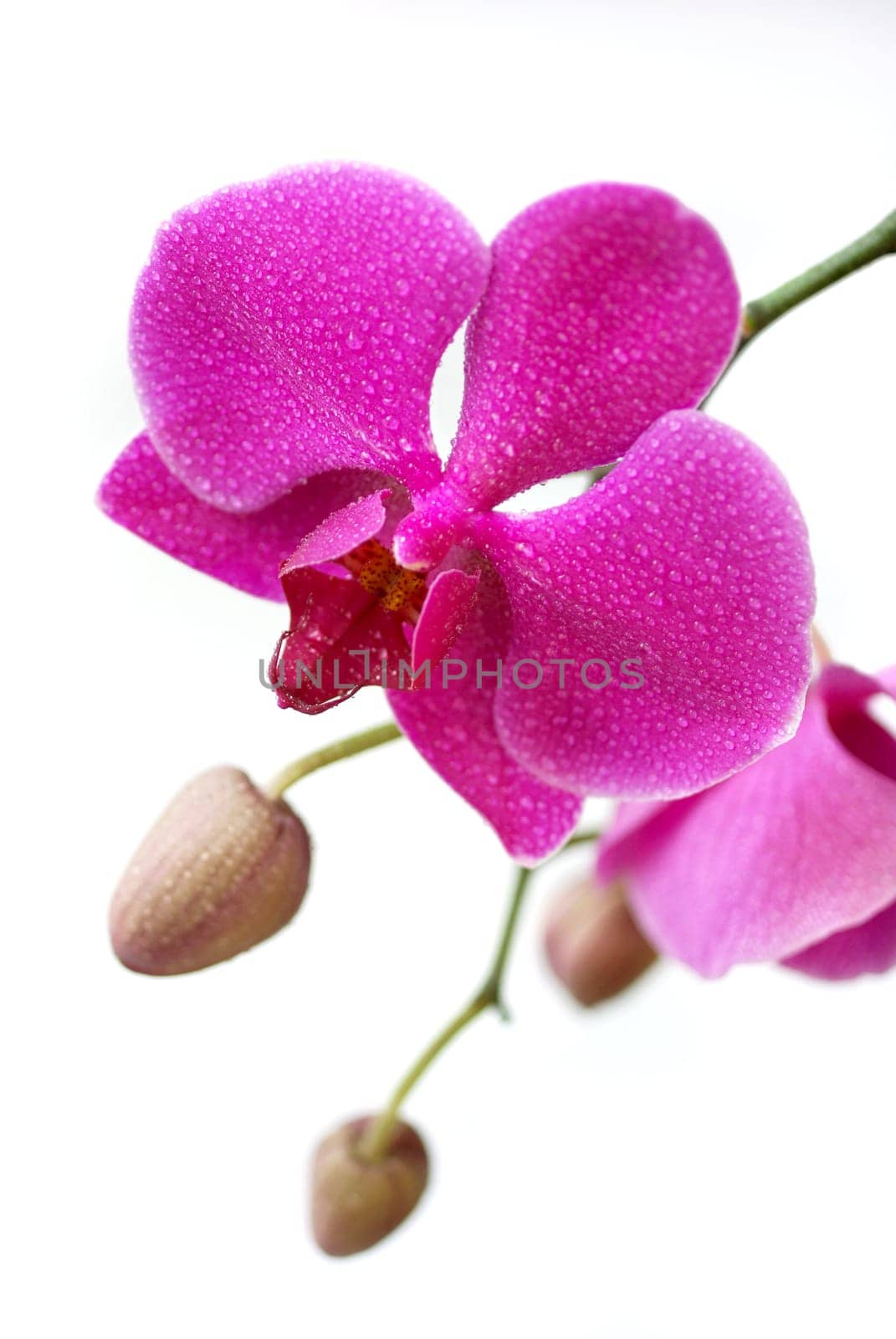Pink Beauty