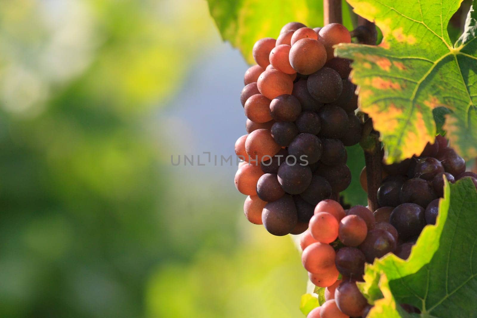 Pinot Gris (Freiberg im Markgräflerland)
