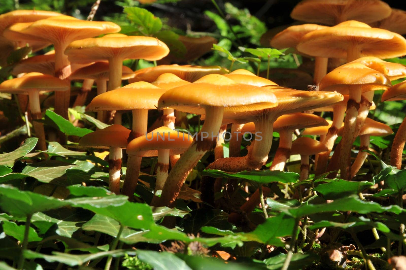 Fungi