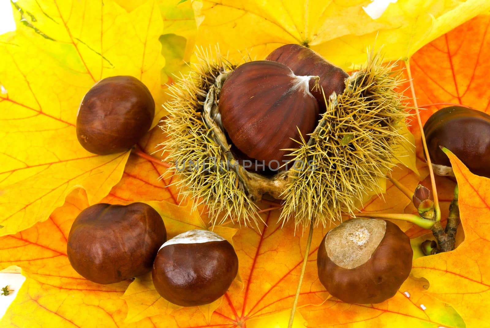 Ess - Chestnuts in October