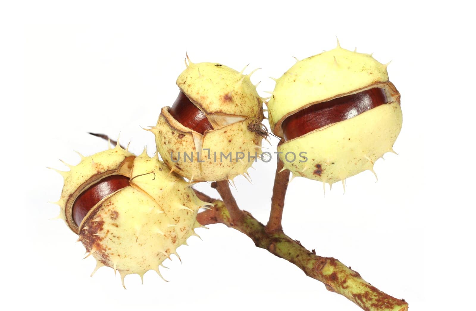 Chestnuts