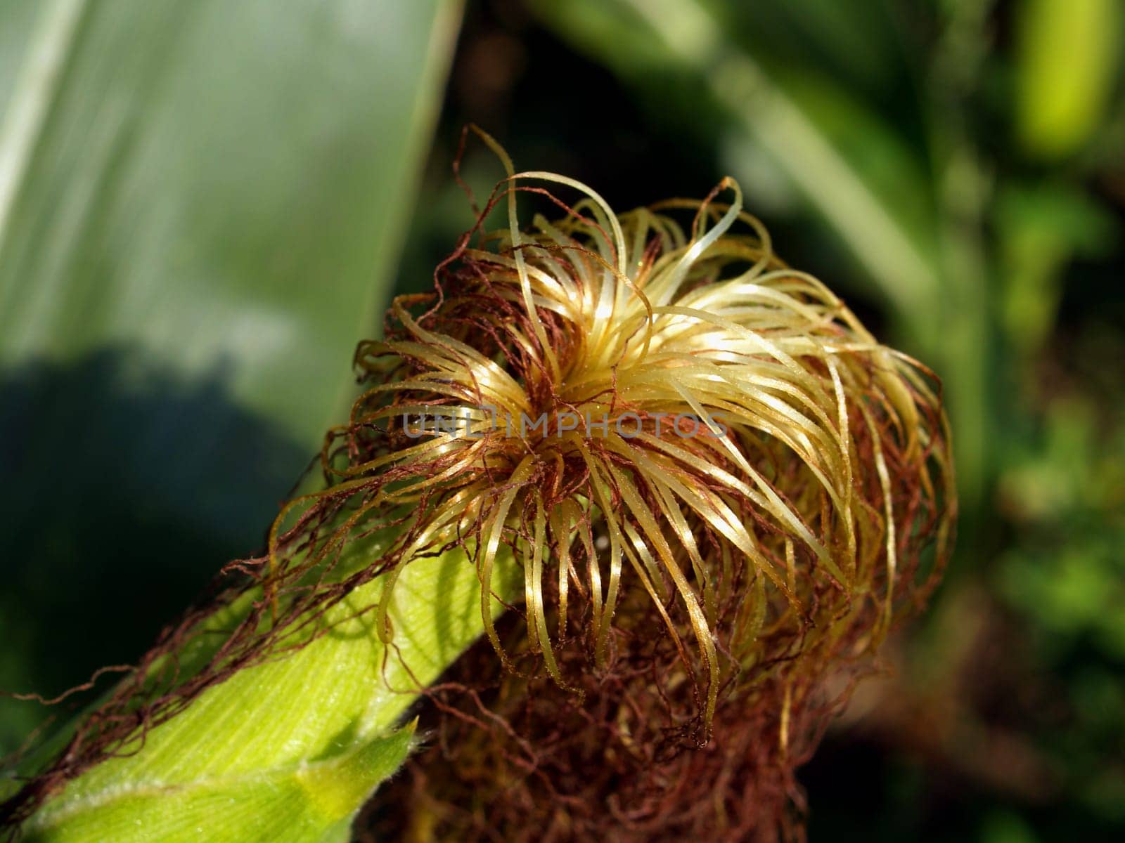 Corncob