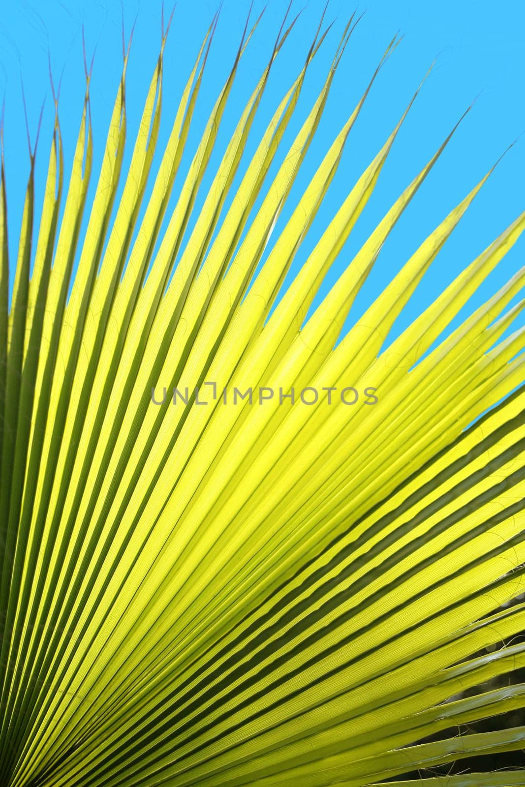 close up shot of a palm tree