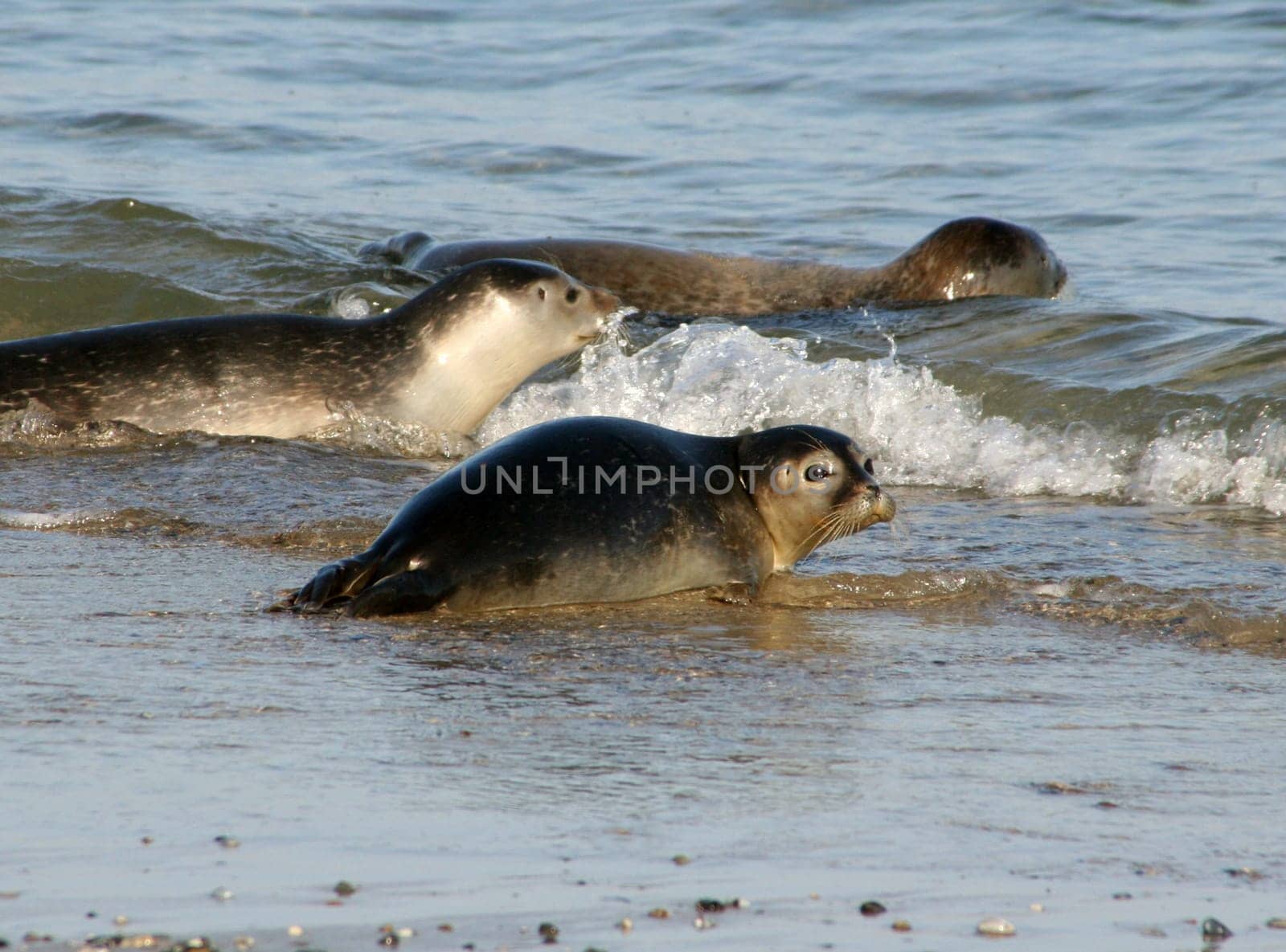 Seal pups on Heligoland