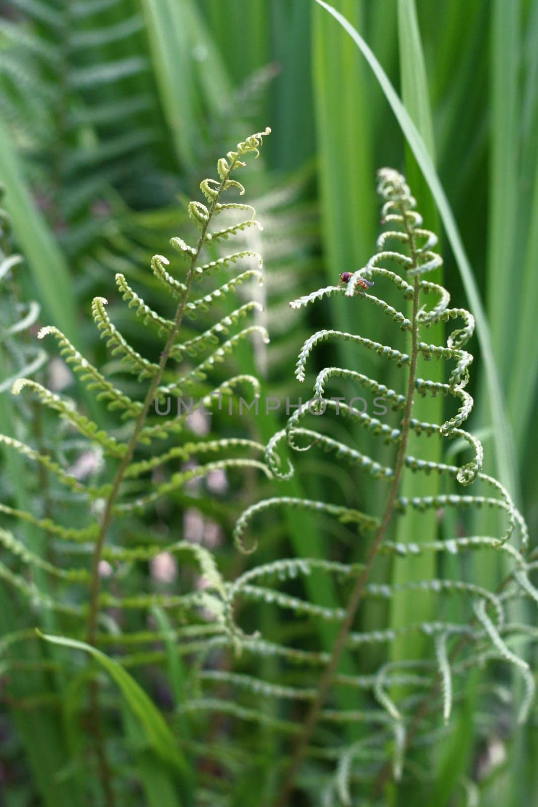 Fern
