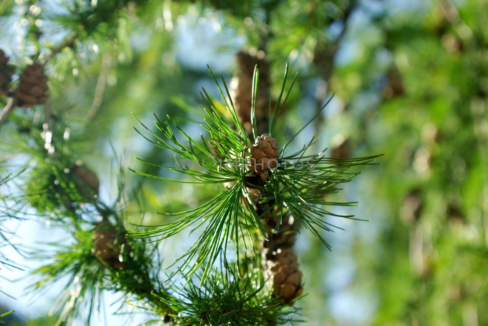 Pine needles