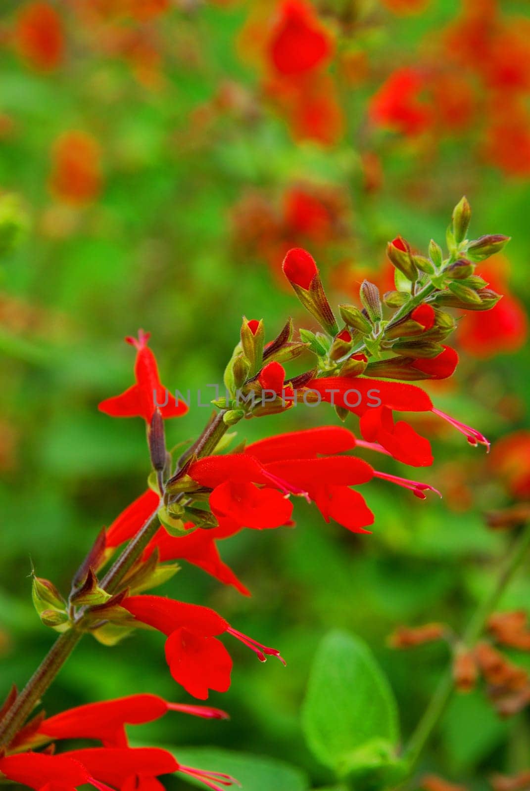 Silver Leaf Sage