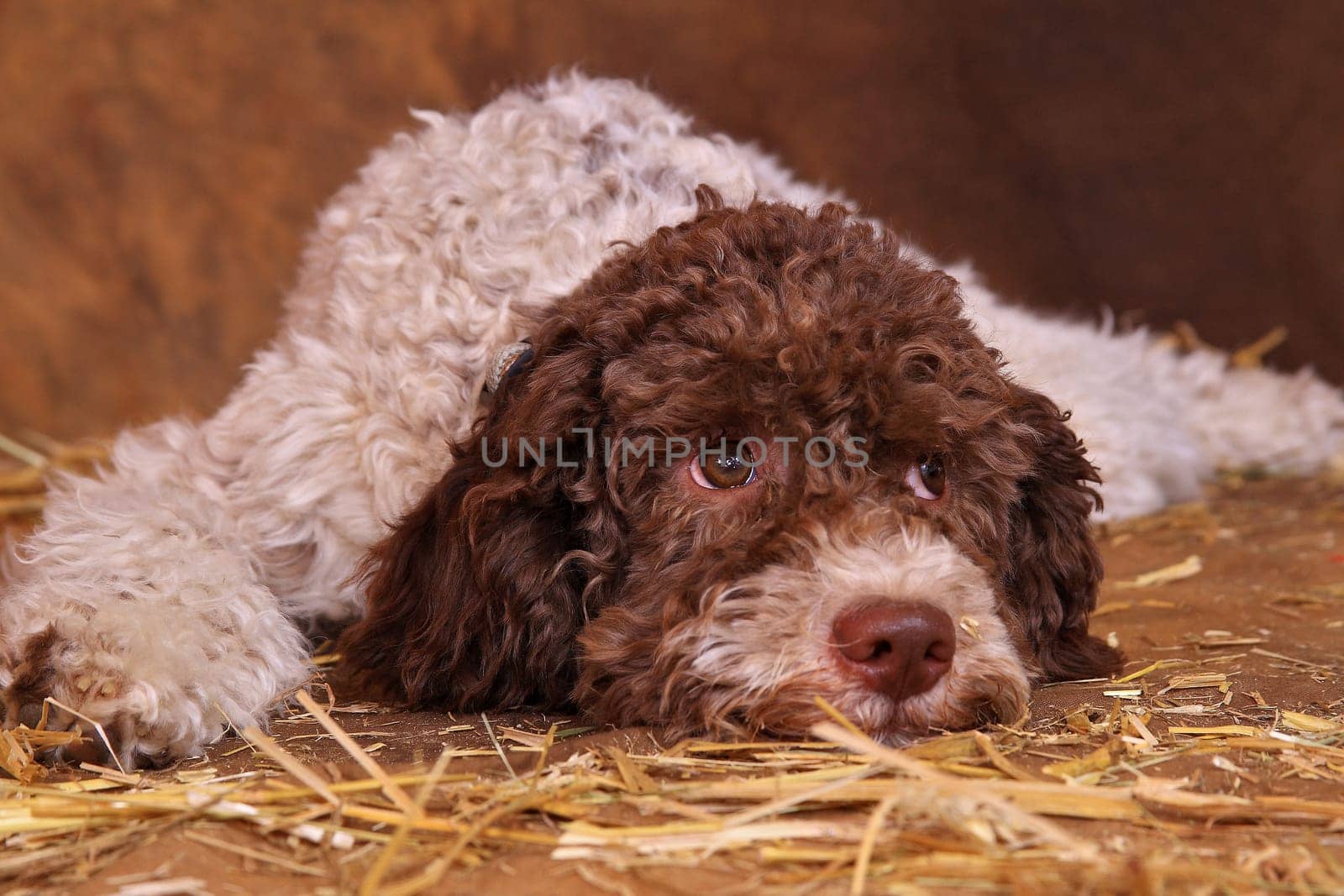 Lagotto Romagnolo,Welbe