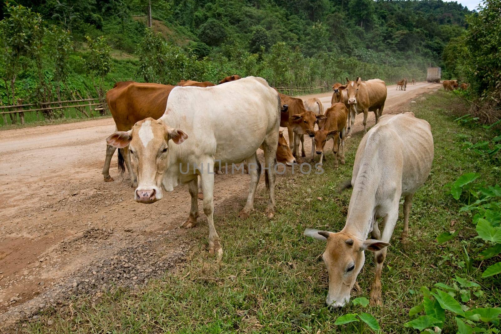 Main street in Laos