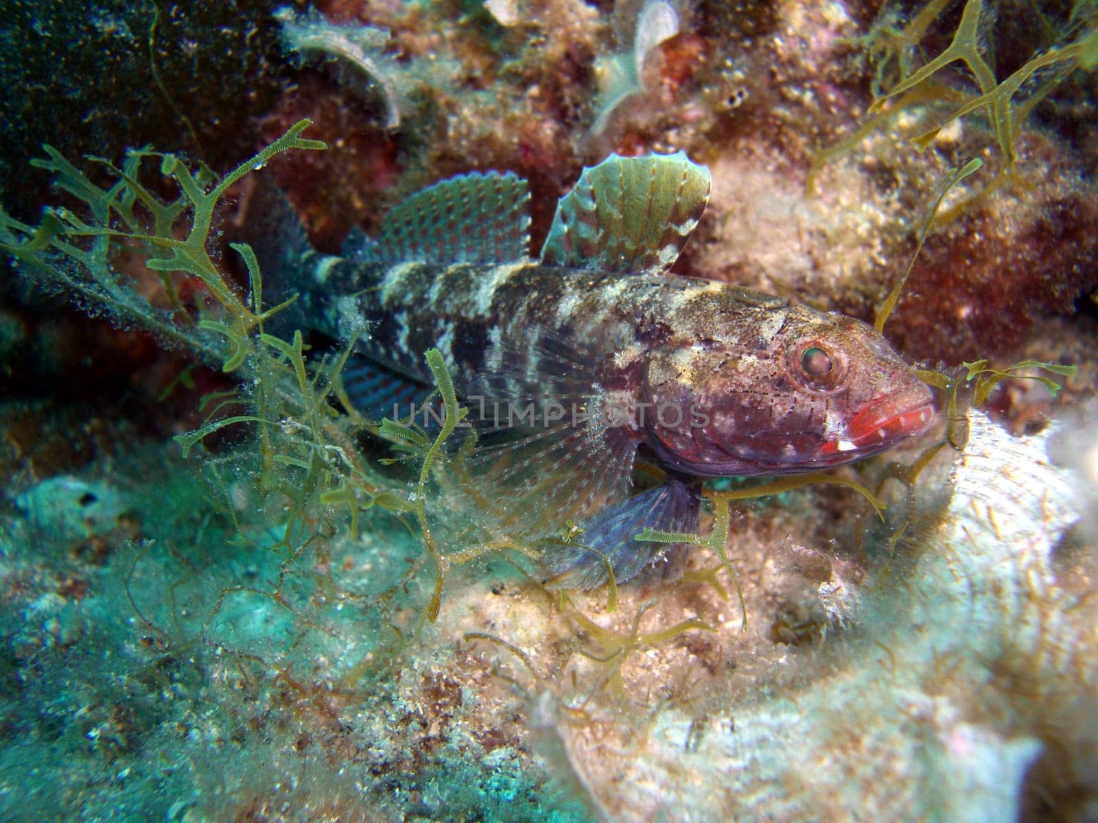 Bloodmouth Goby