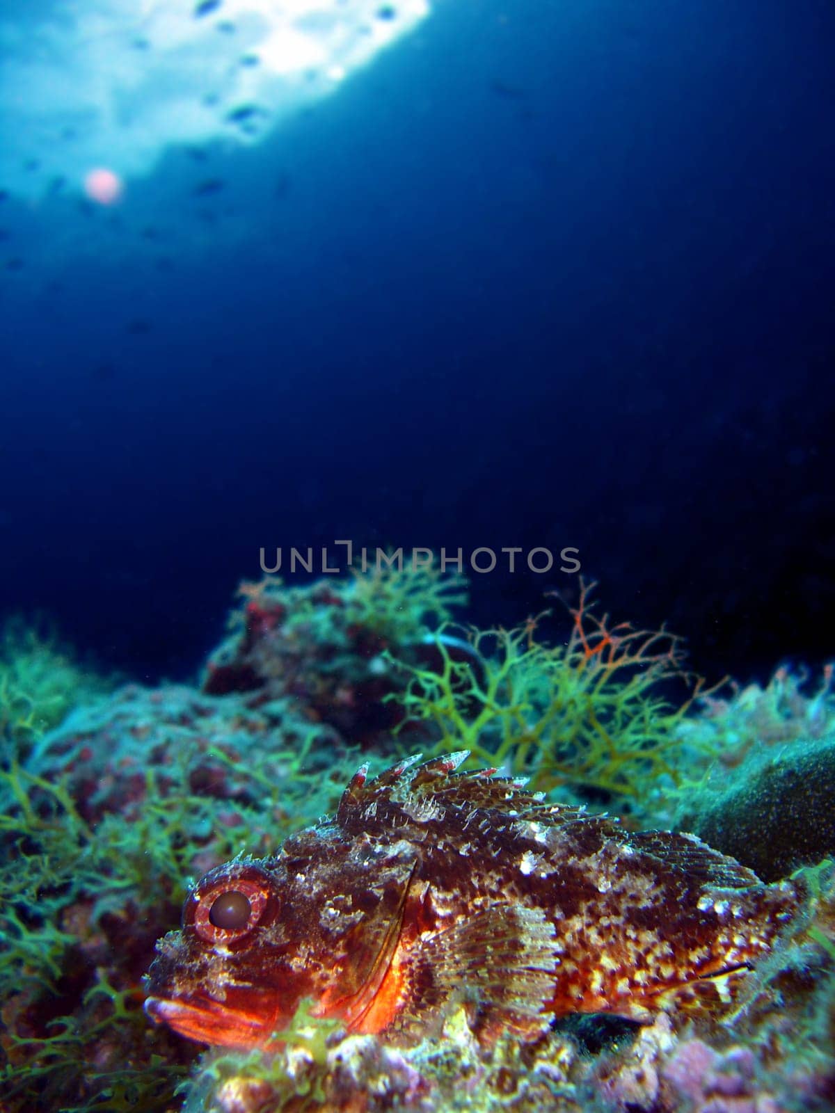 small brown scorpionfish head