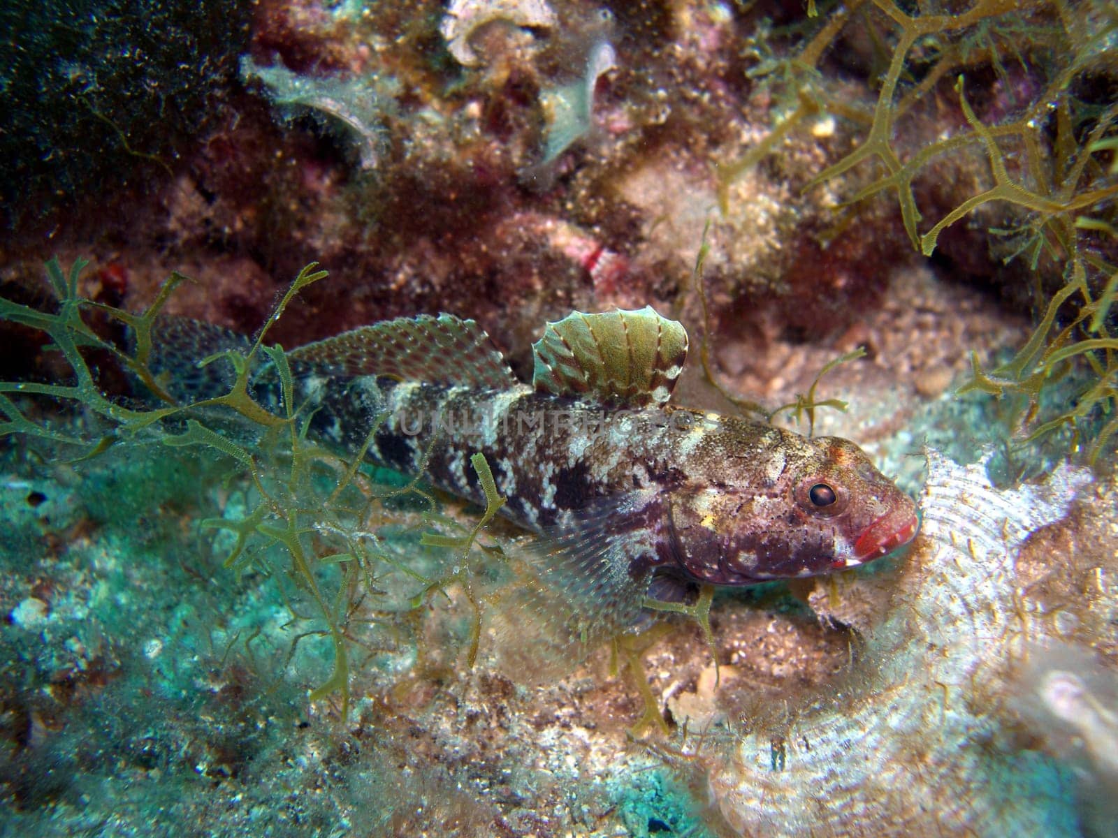 Bloodmouth Goby