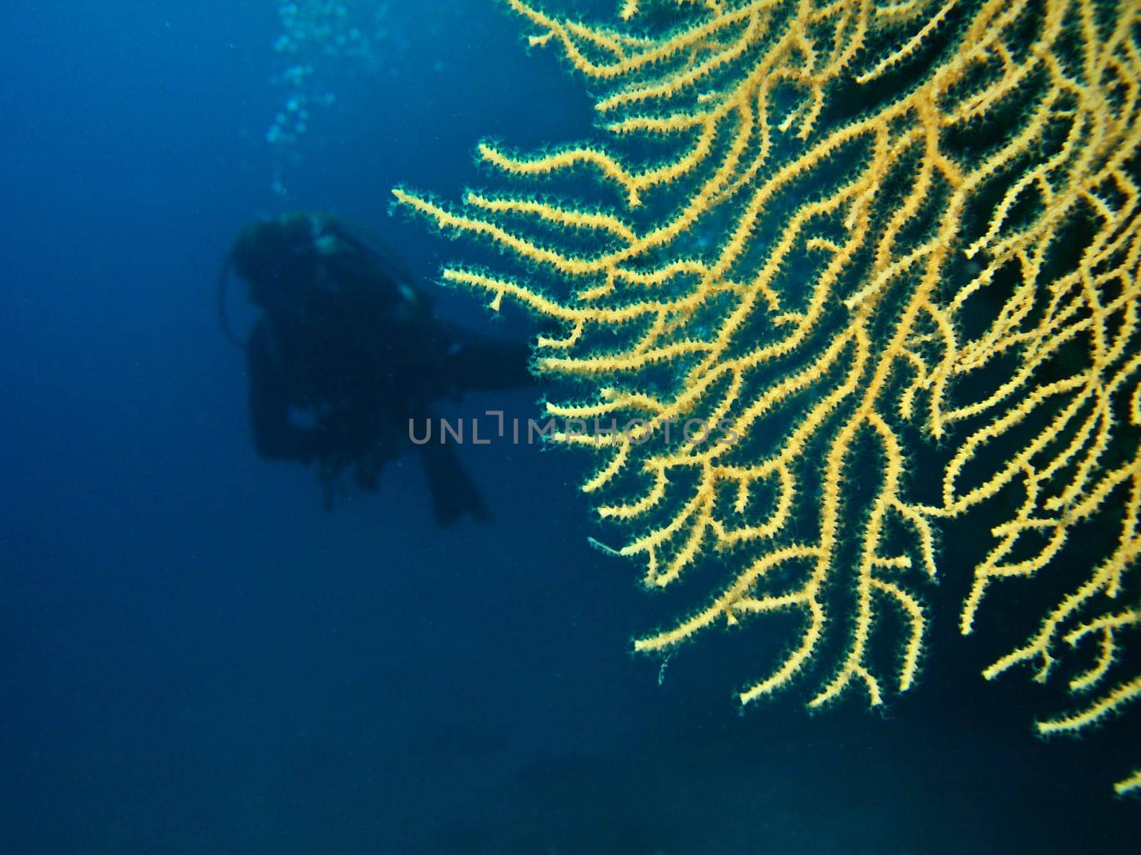 yellow fan coral