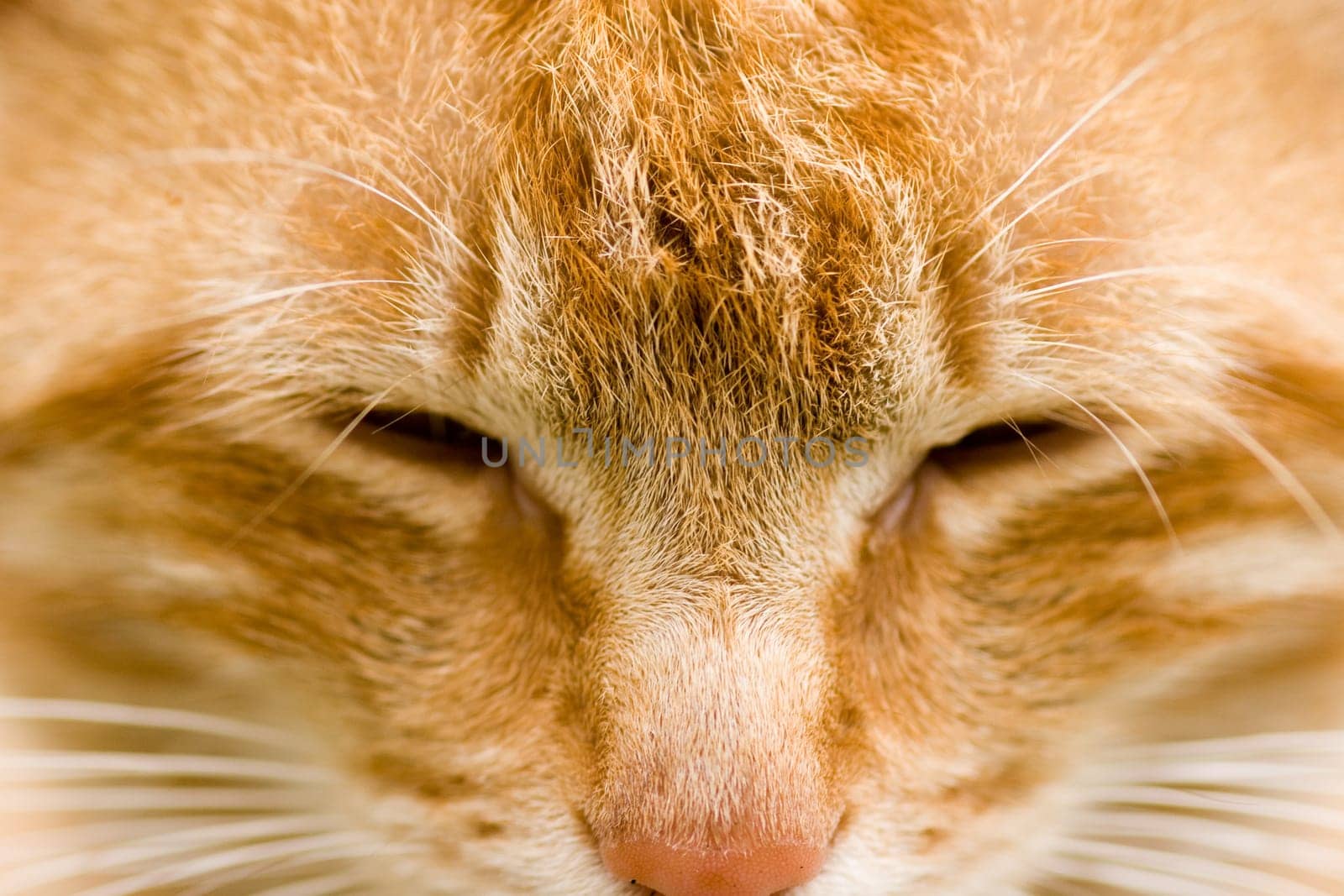 orange cat