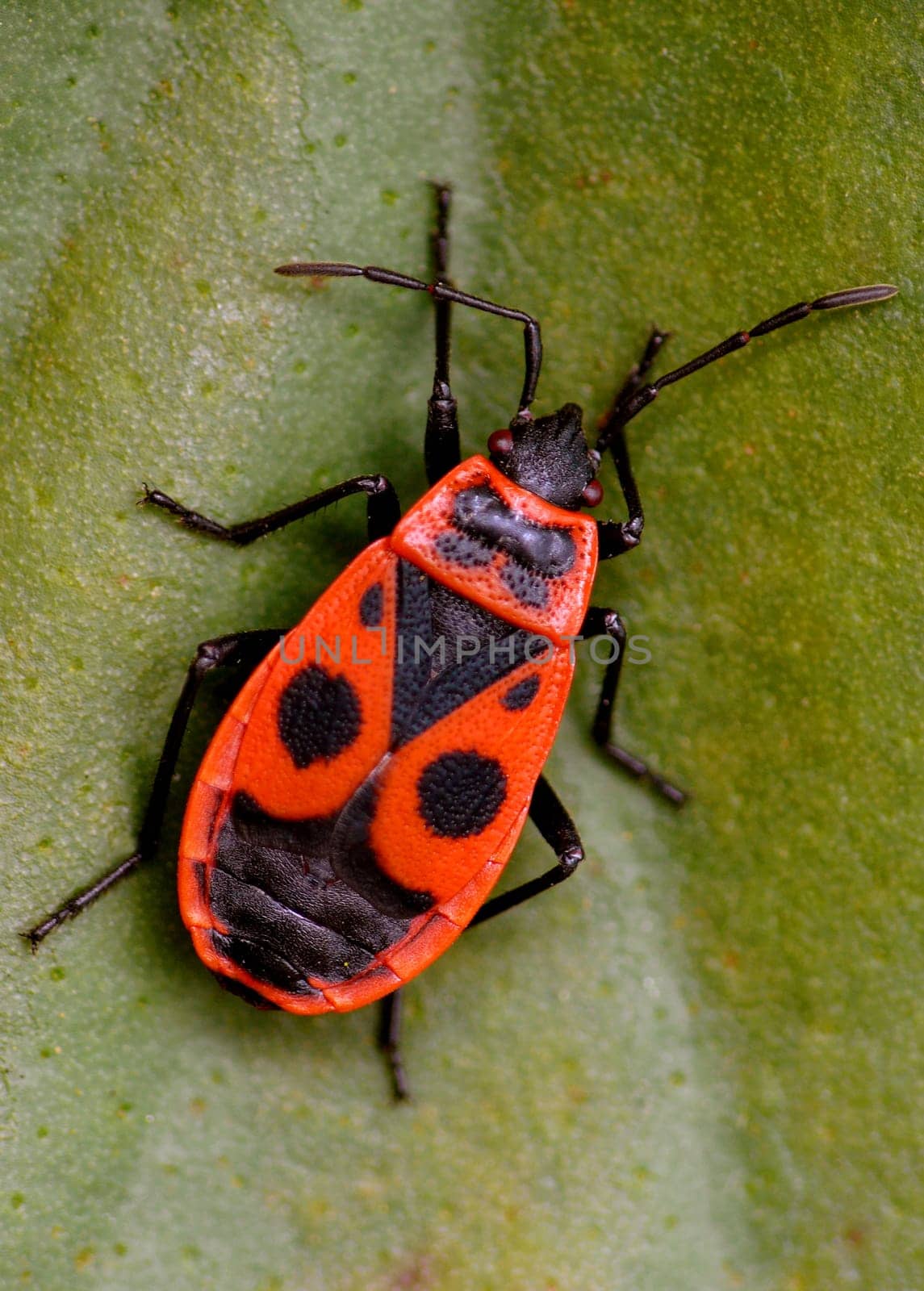 Common fire bug (Pyrrhocoris apterus): Pyrrhocoridae is a family of bugs in the family Heteroptera. They are often mistakenly referred to as &amp #8222 Fire Beetle&amp #8220 or "cobbler beetle""."
