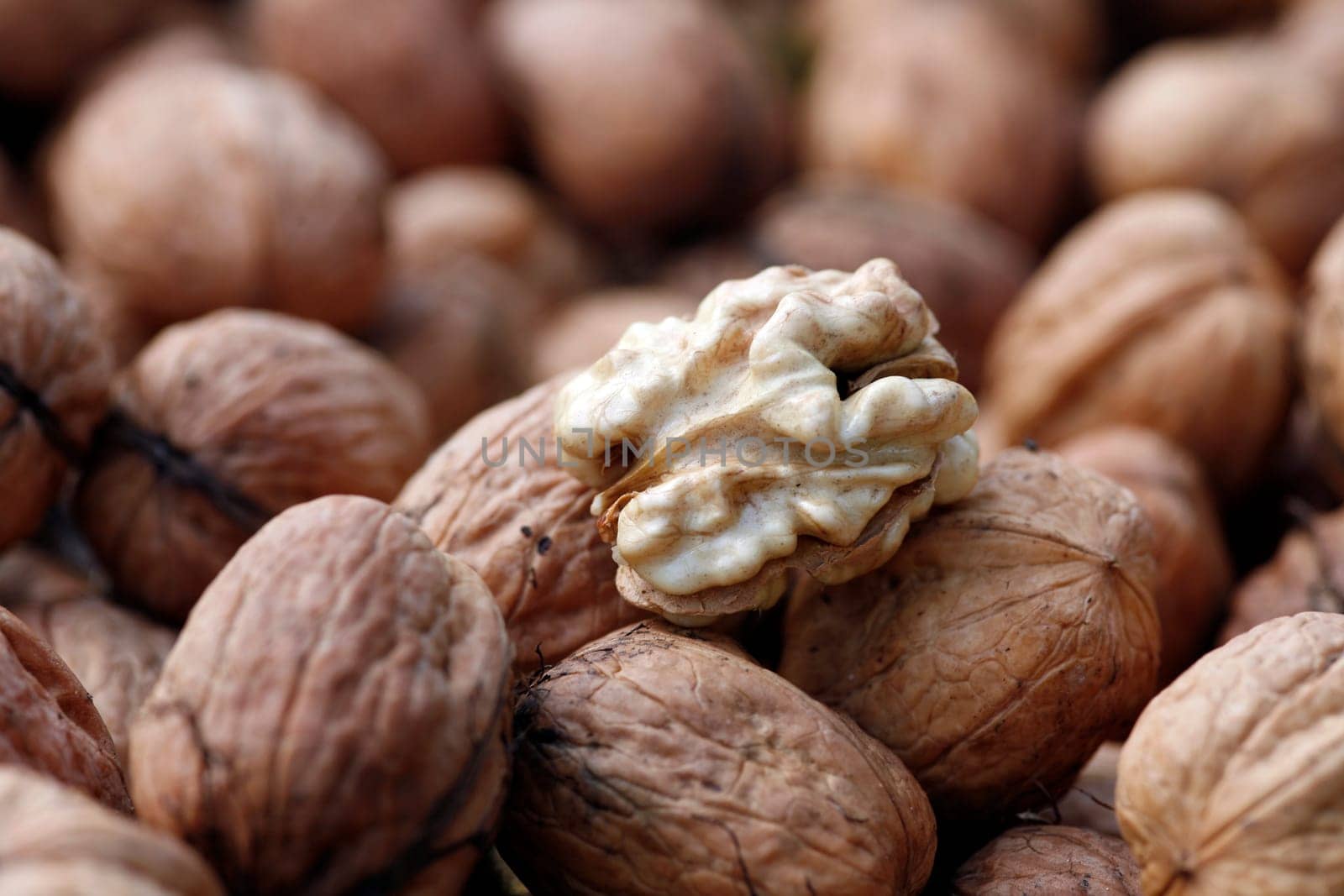 Walnut harvest