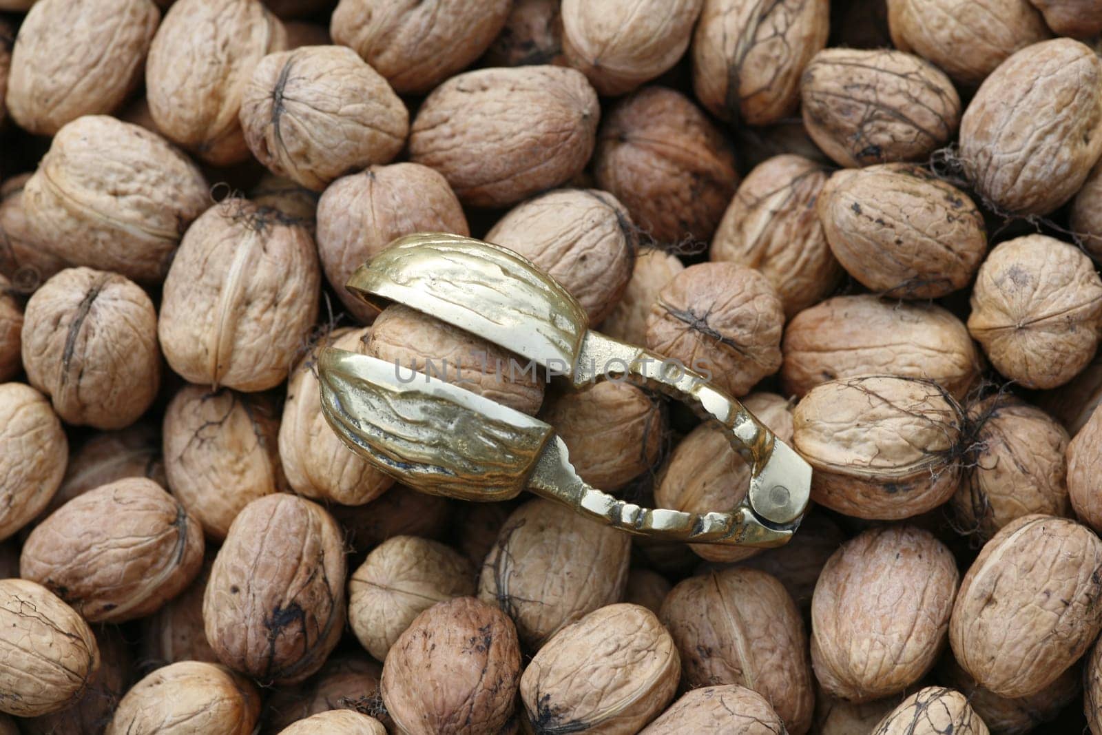 Walnut harvest