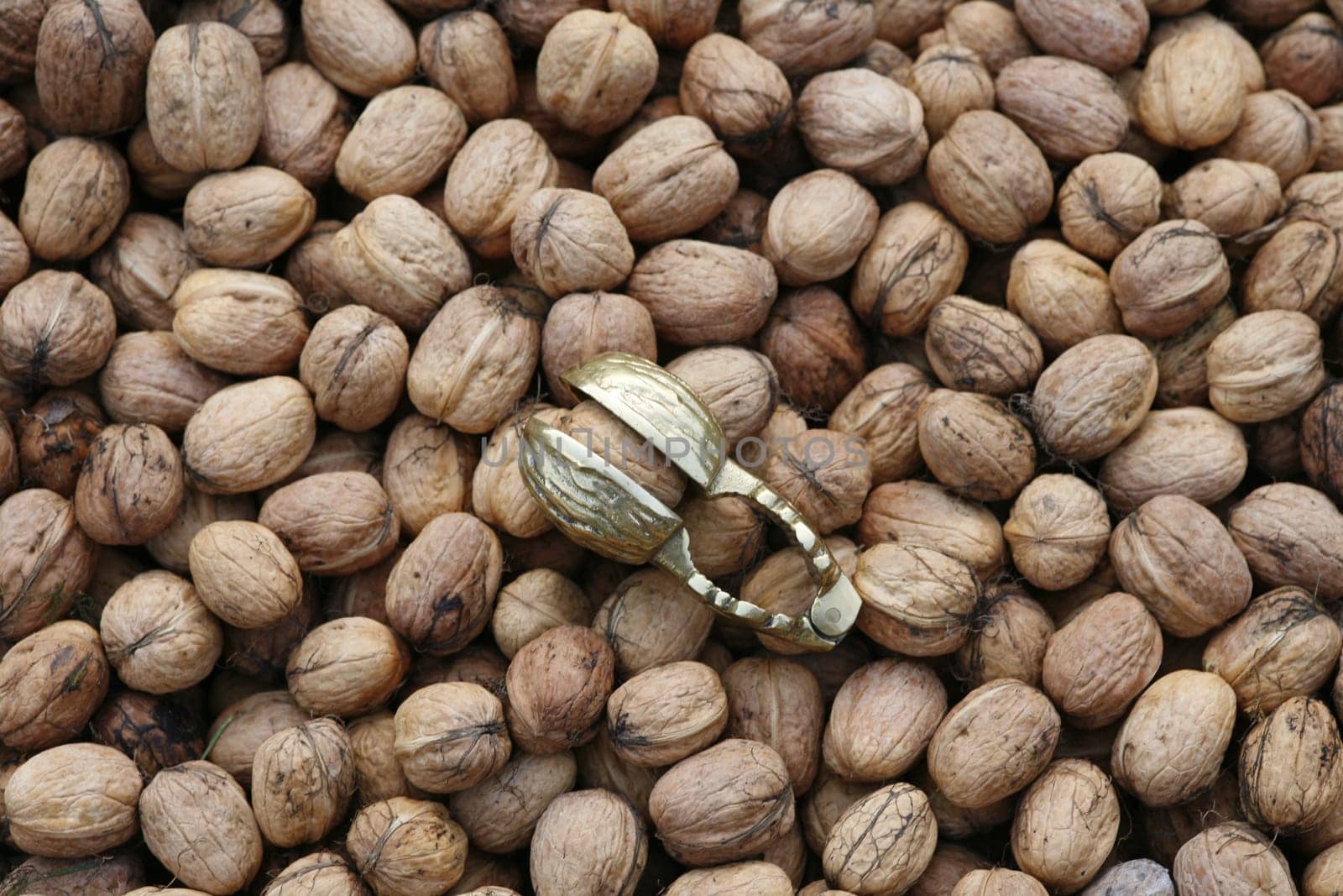 Walnut harvest