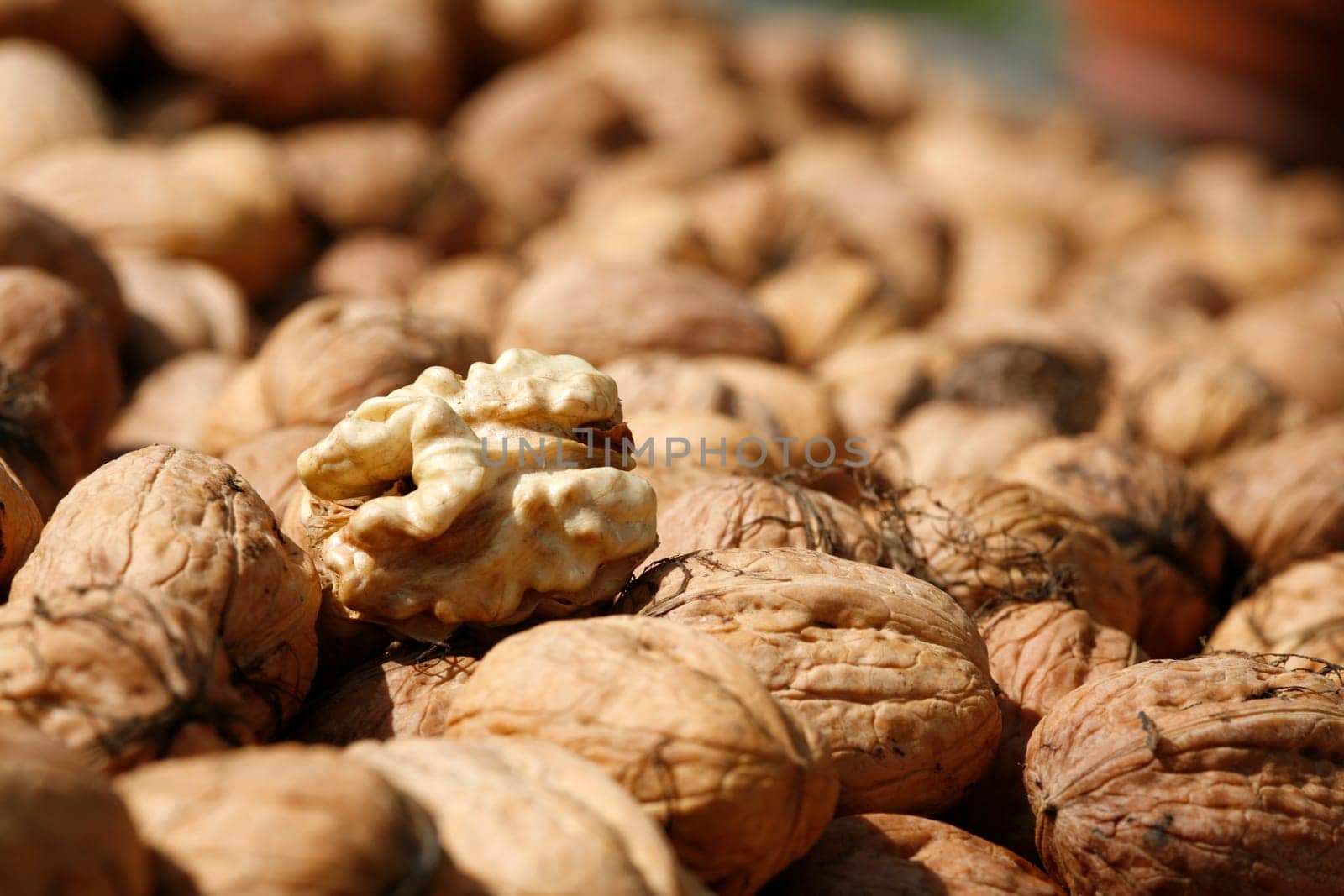 Walnut harvest