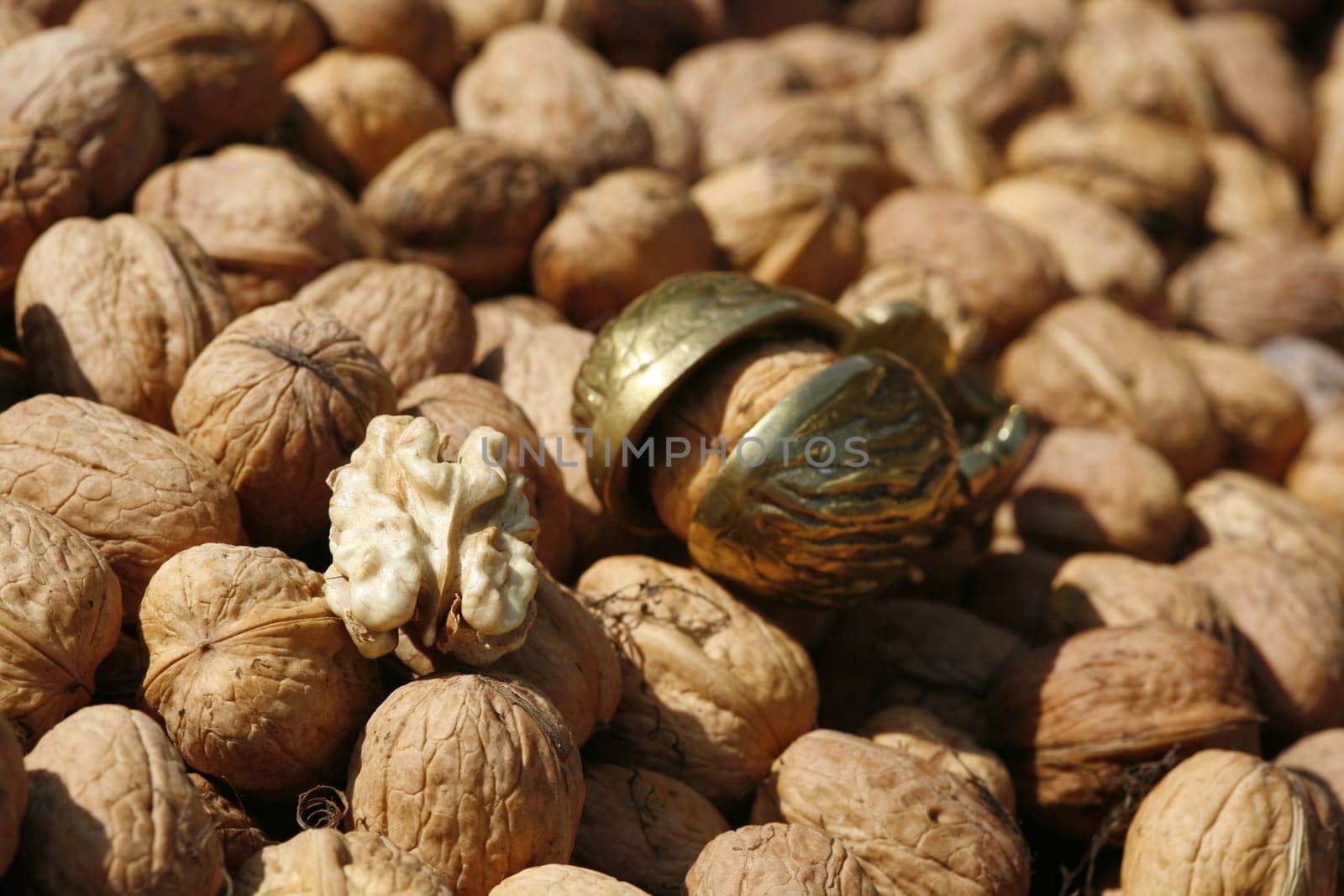 Walnut harvest