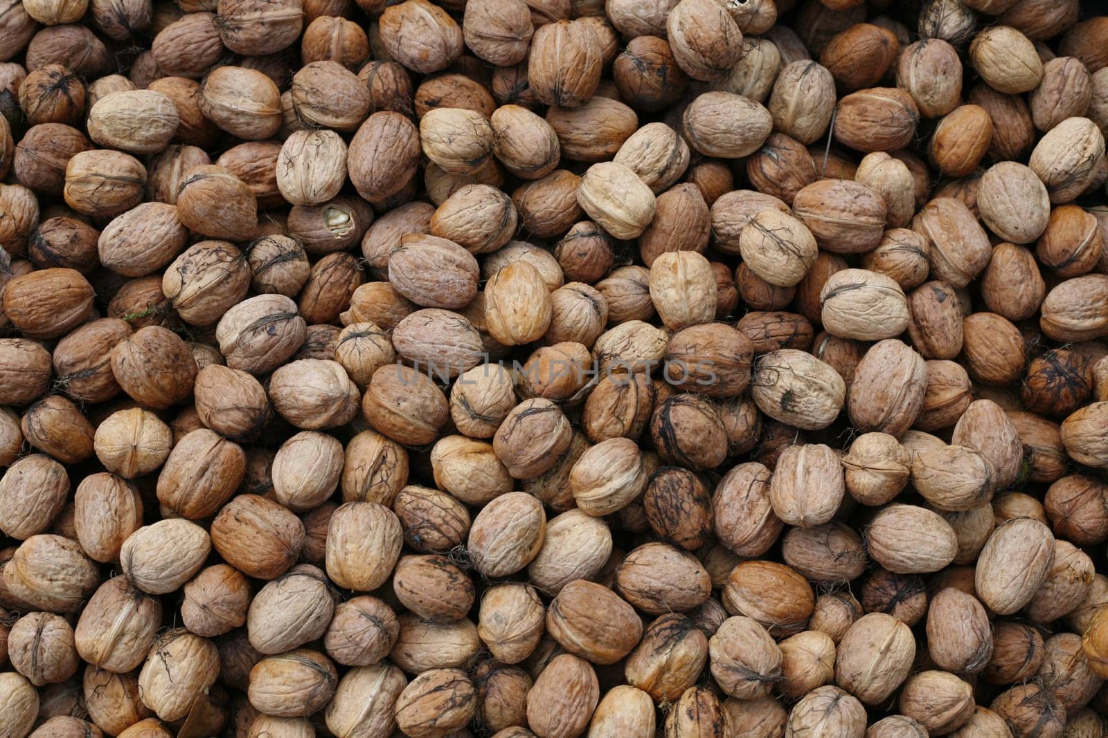 Walnut harvest