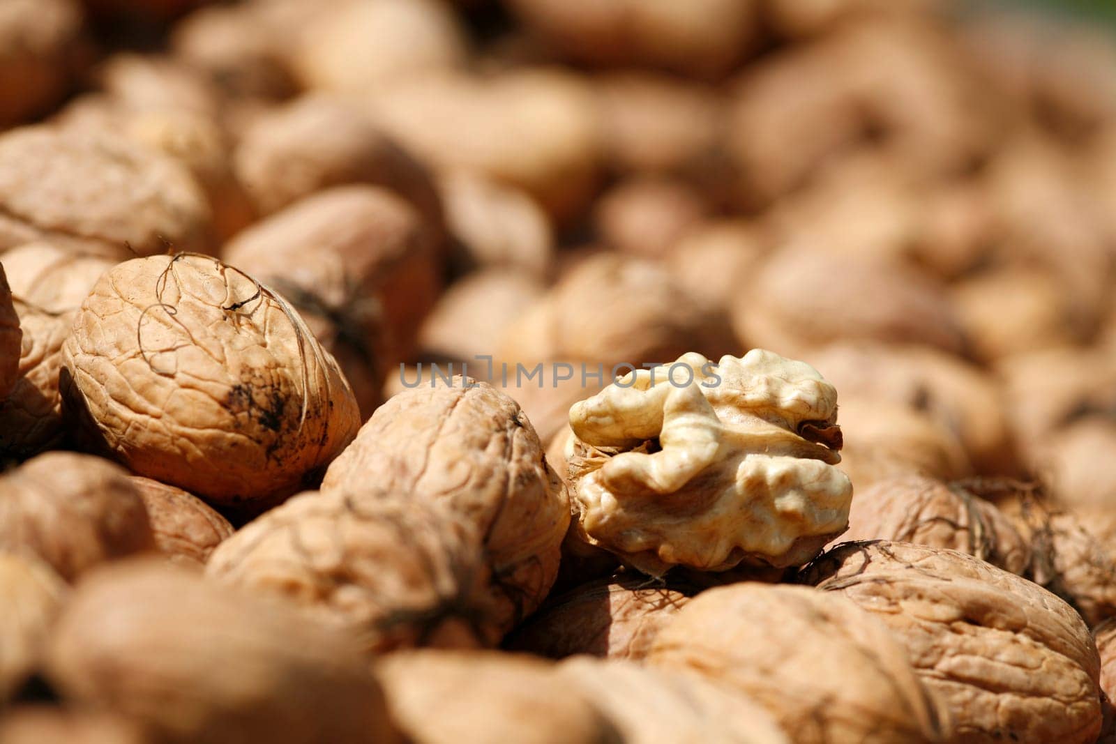 Walnut harvest