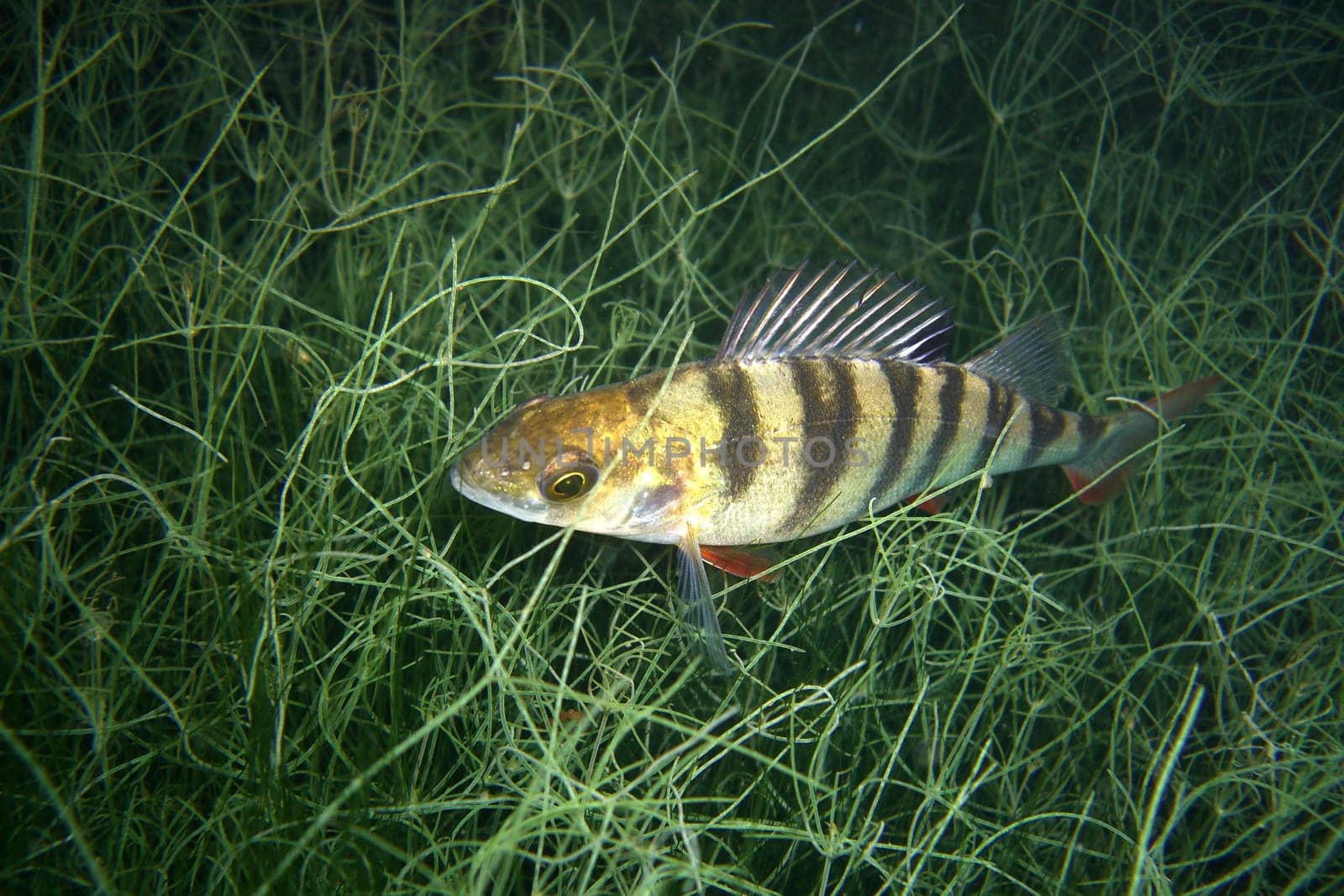 Perch