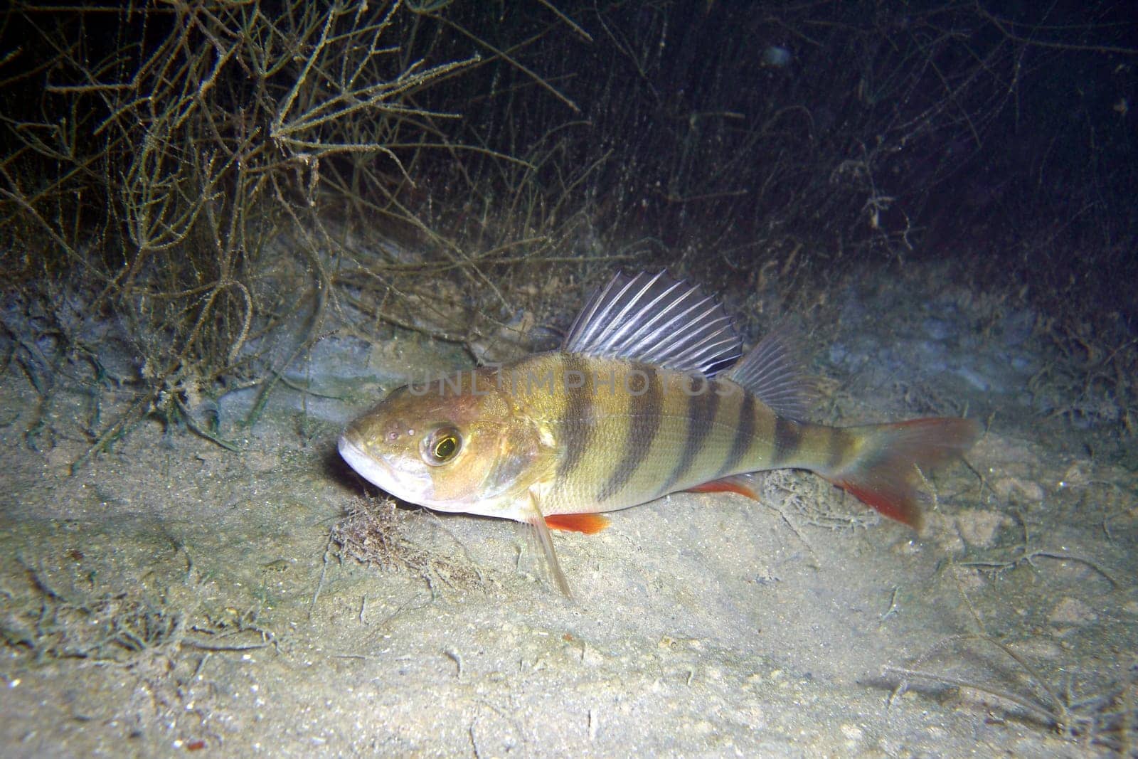 Perch