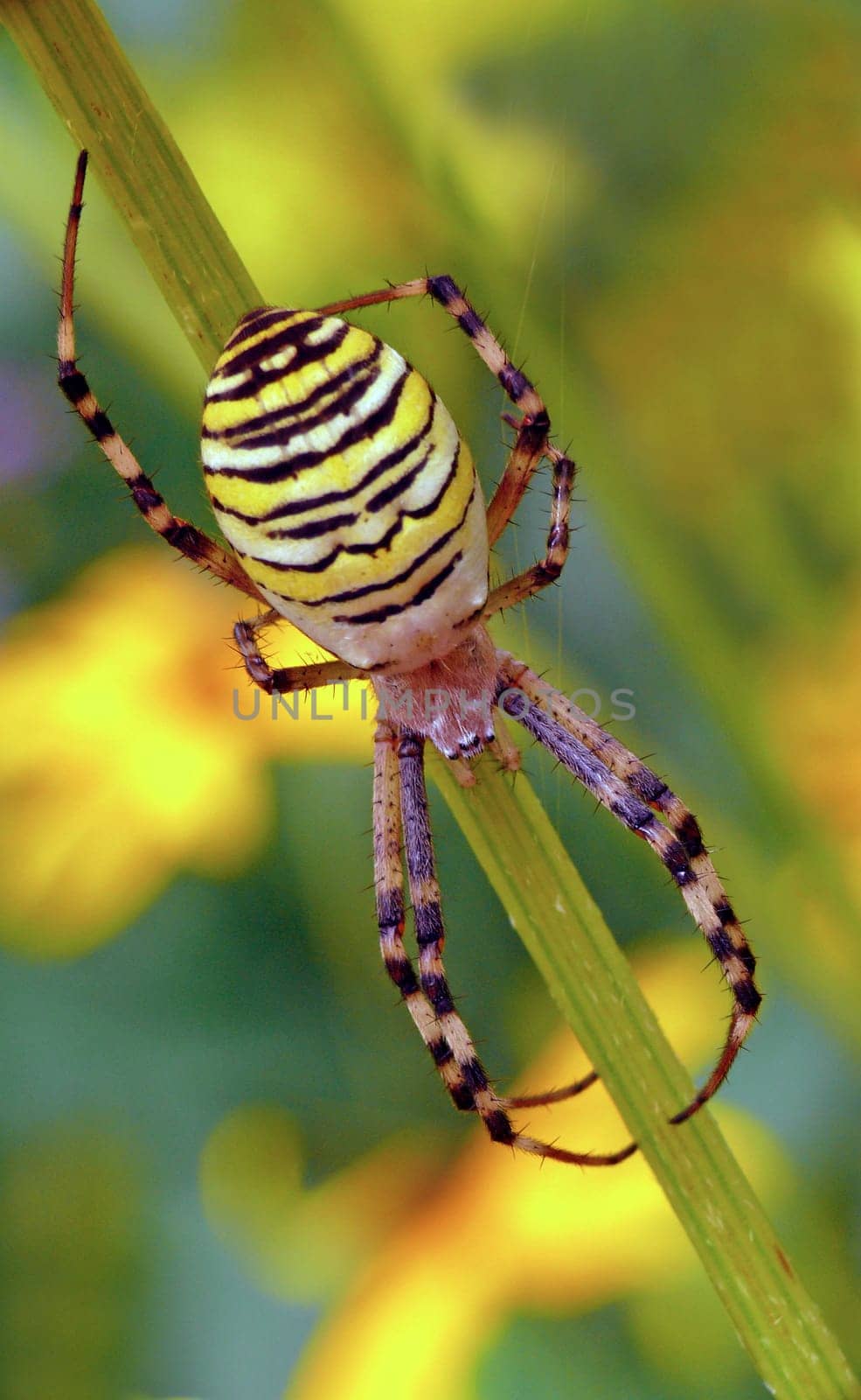 Wasp or zebra spider (Argiope bruennichi)
