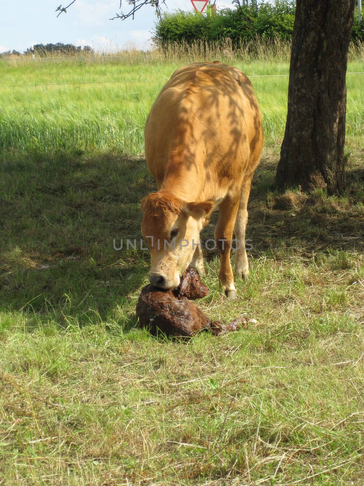 Cow with young calf