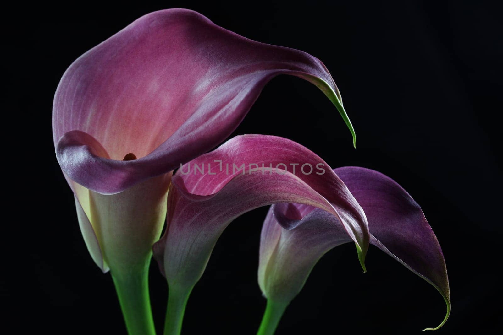 Callas