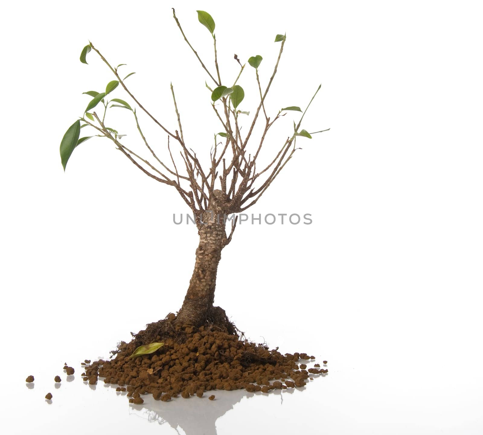 sick tree