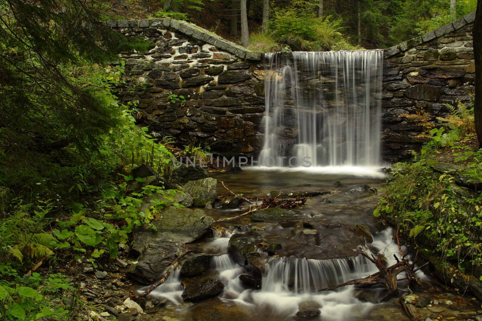 forest waterfal