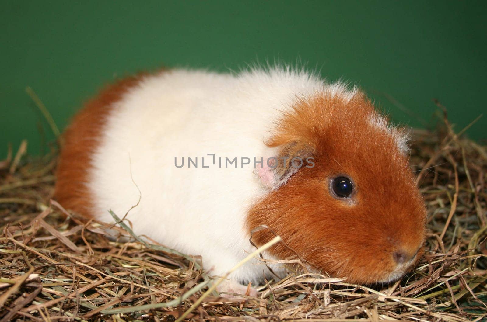 US teddy guinea pig in hay