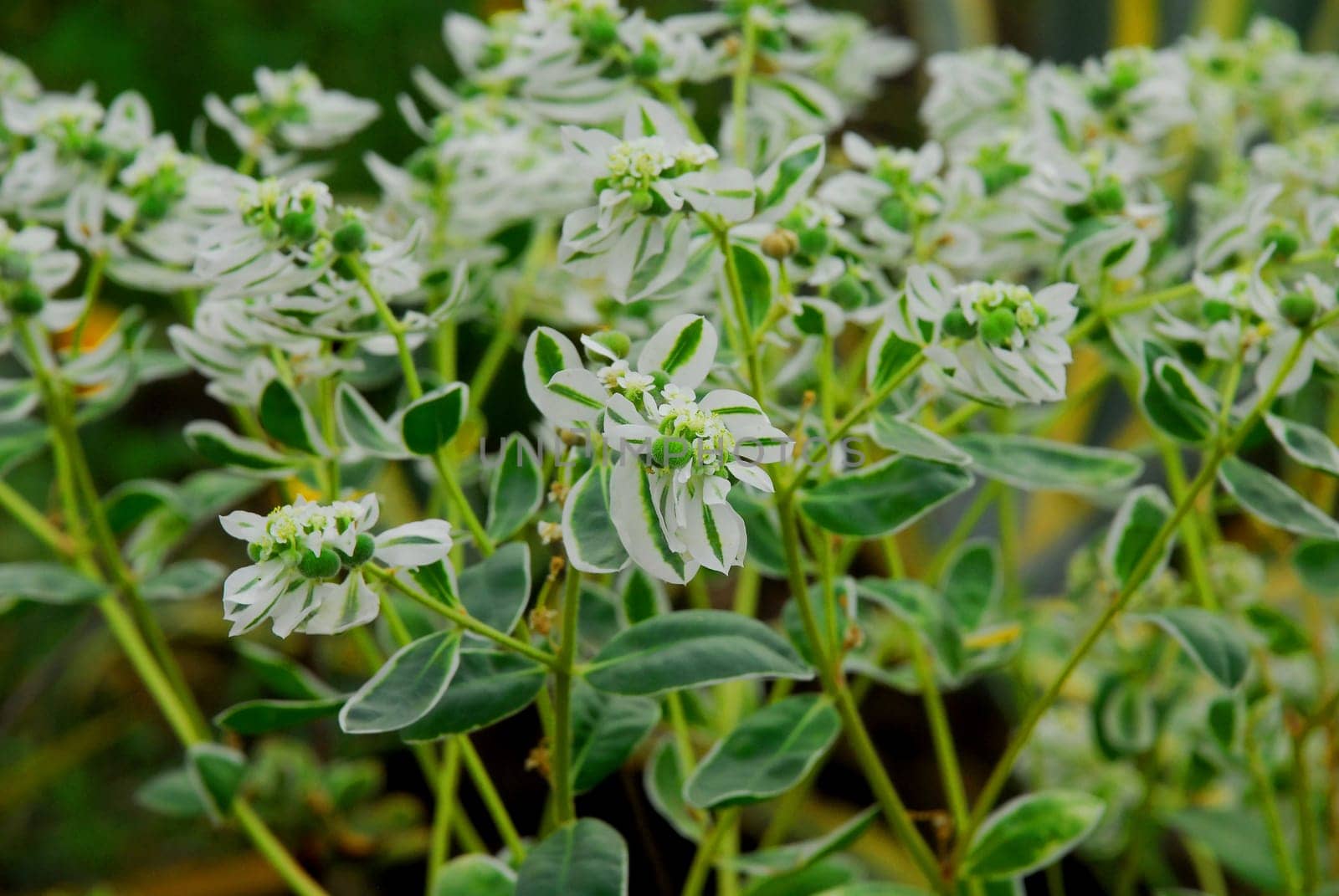 American Edelweiss