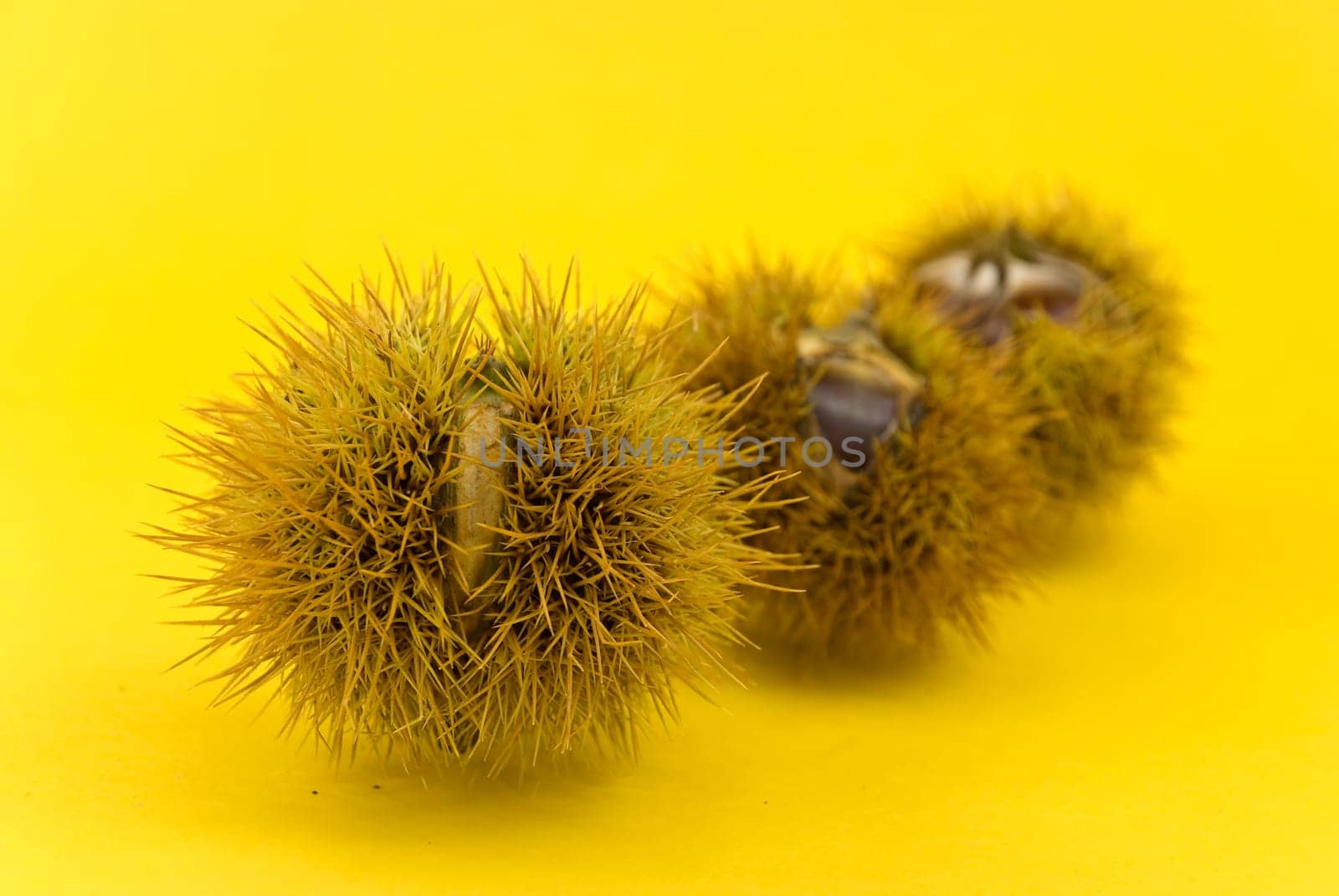 Ess - Chestnuts in October