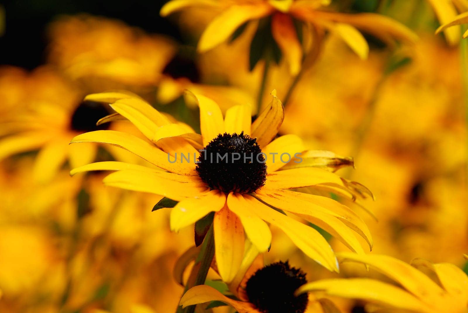 coneflower