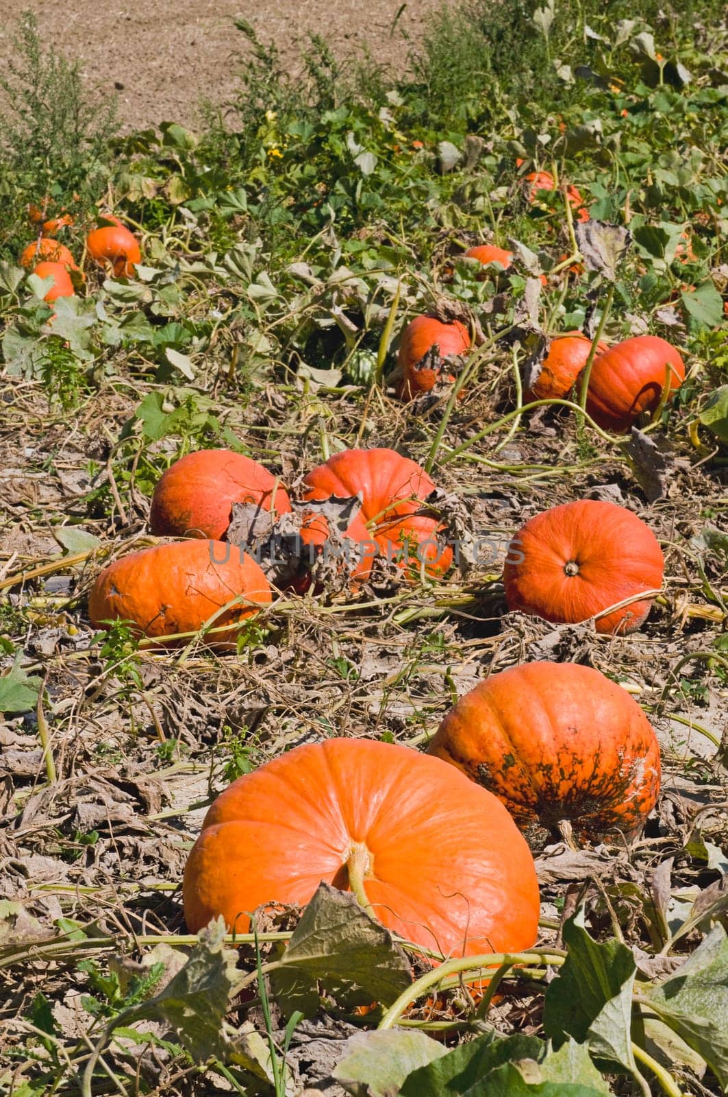 Pumpkin Field
