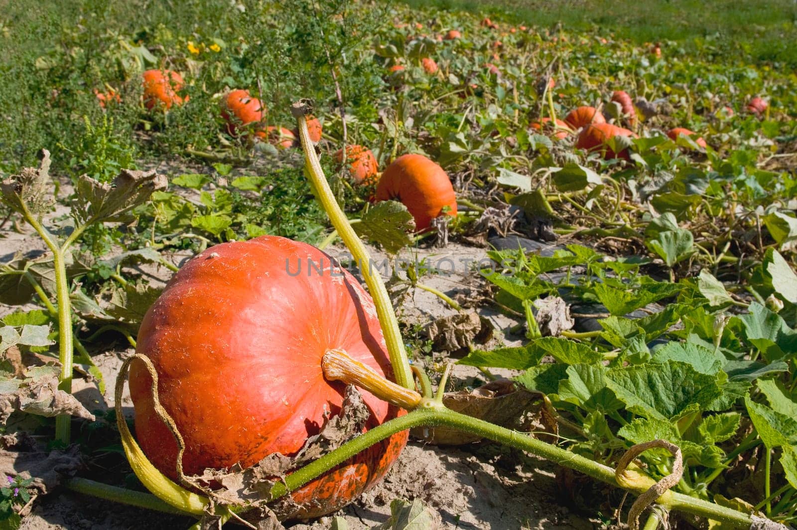 Pumpkin Field