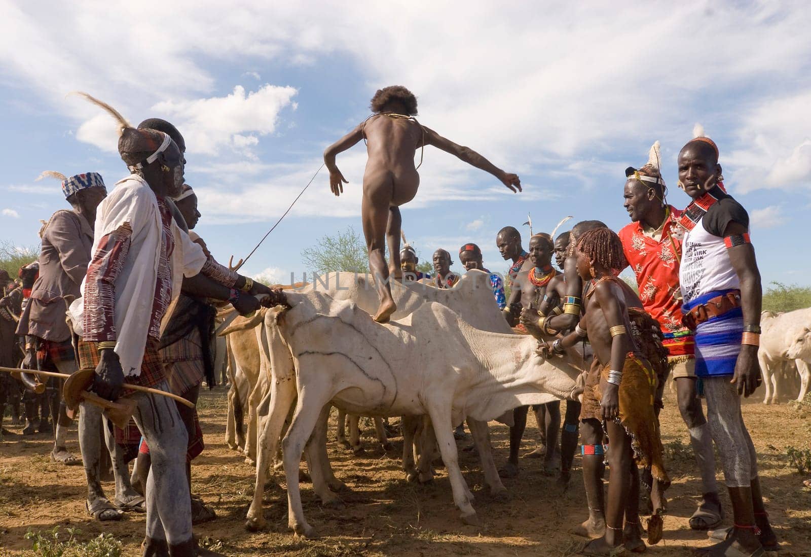 Traditional Bull Jumping Ceremony in the Omo Valley,Southern Ethiopia. In order to be allowed to marry,young men of the village have to prove their rise to manhood/warrior by walking several times over the backs of bulls lined up next to each other. Disturb them