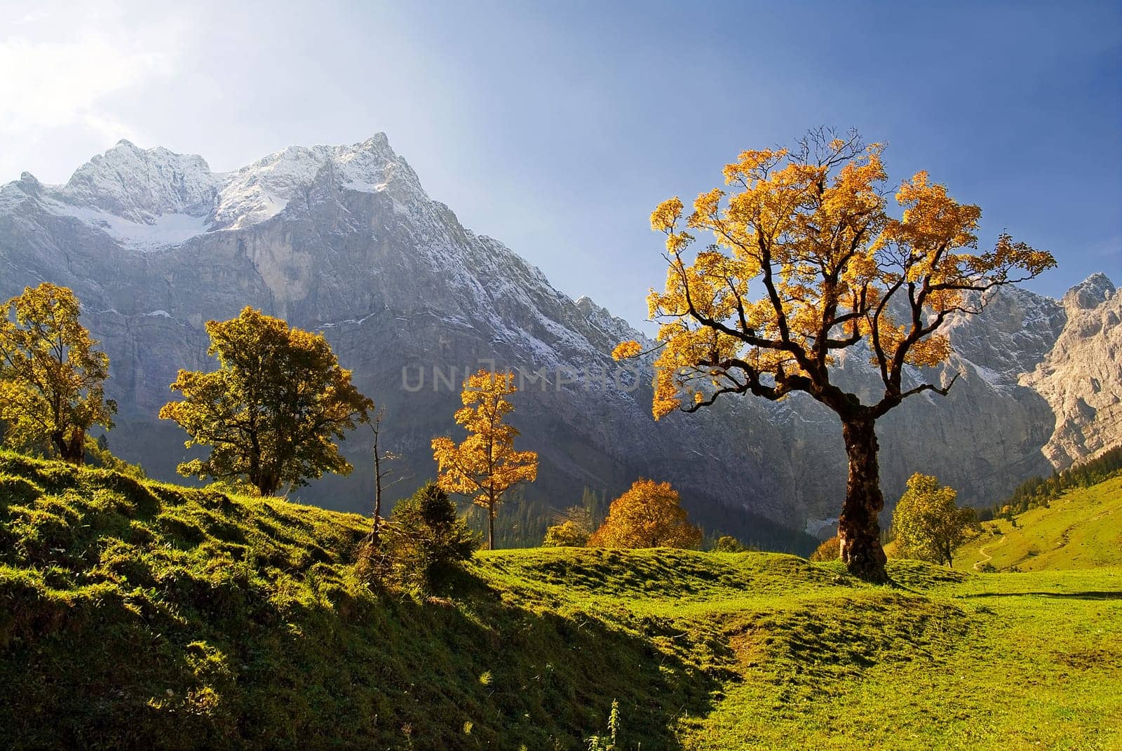 The Tree