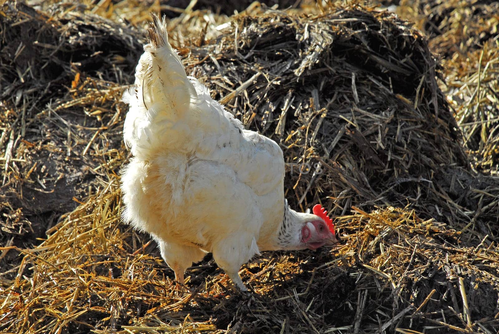 The hen on the dung heap